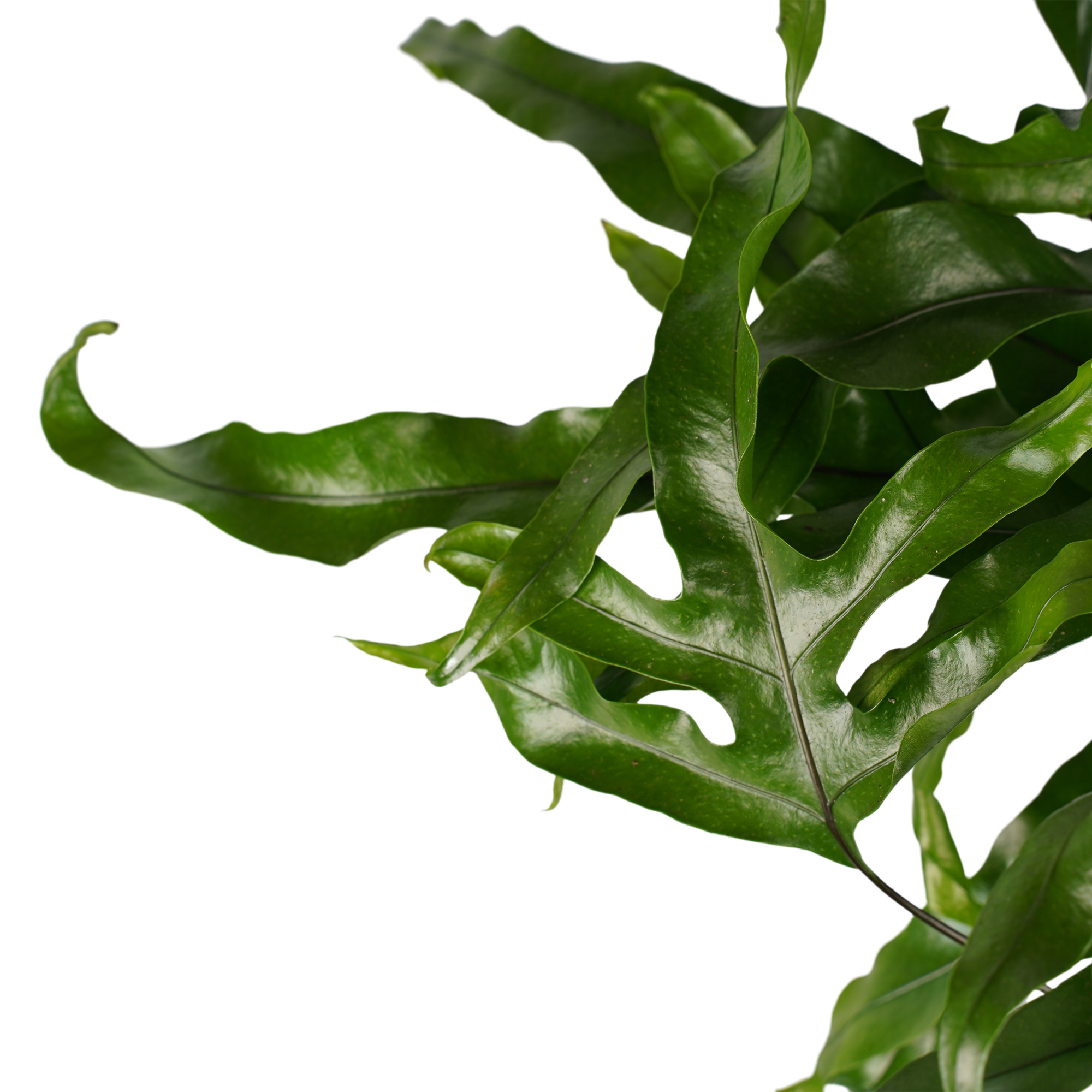 Decorum Duo Microsorum diversifolium - Afbeelding 3