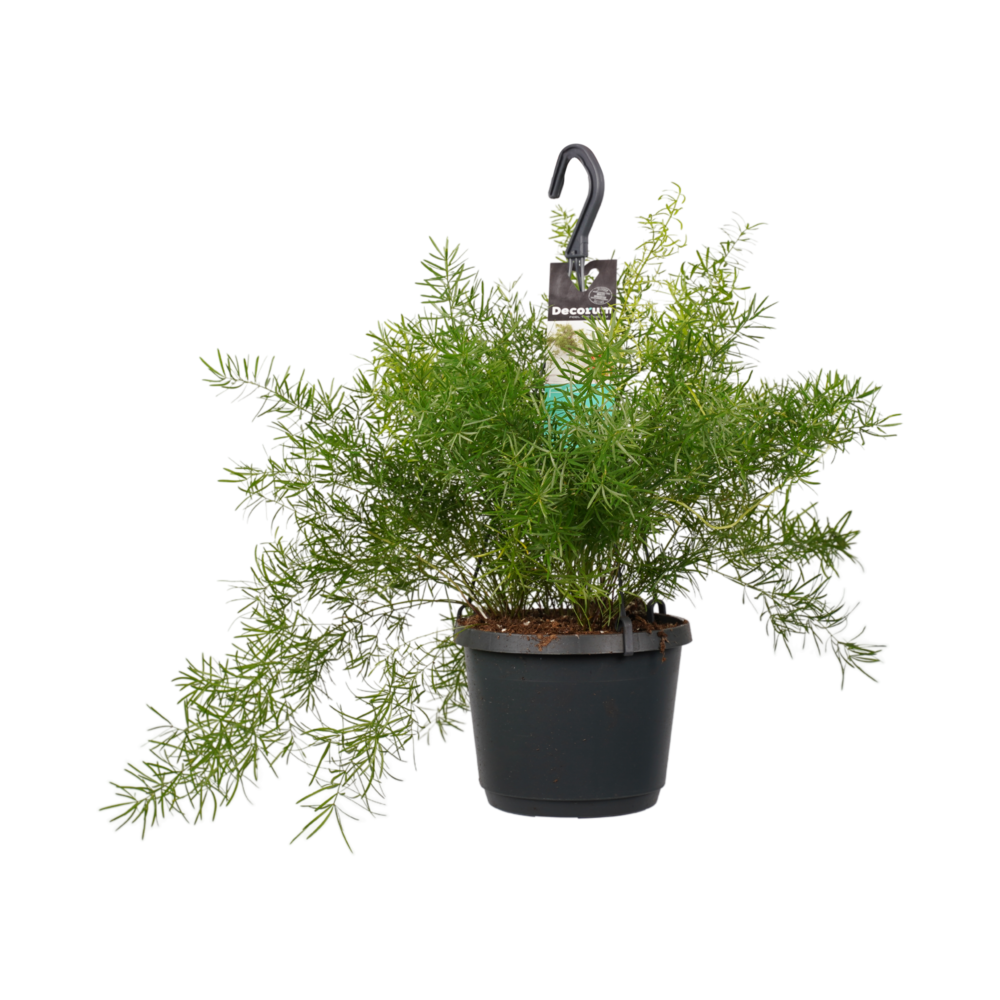 Decorum Asparagus densiflorus 'Sprengeri'