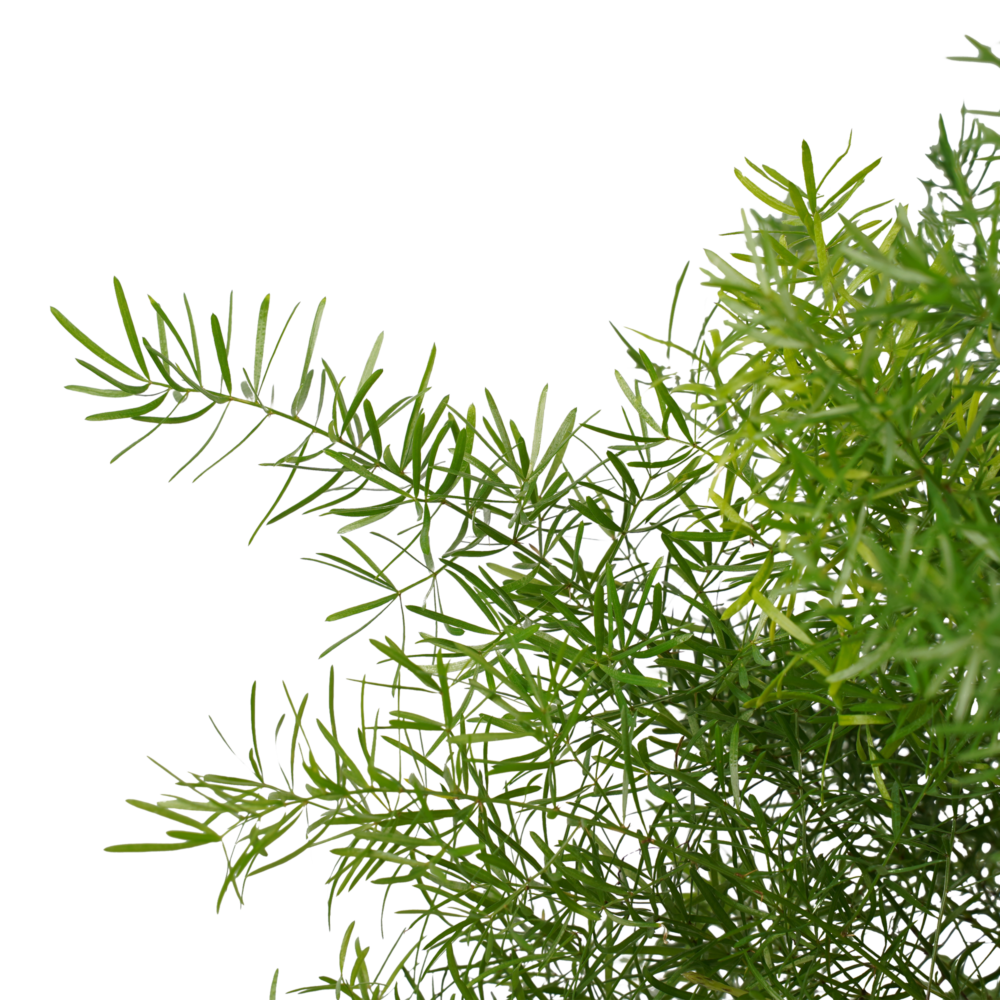 Decorum Asparagus densiflorus 'Sprengeri' - Afbeelding 3