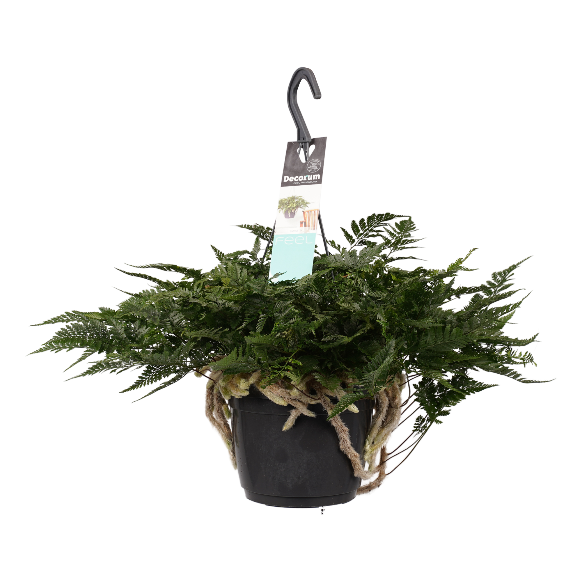 Decorum Humata teyermanii 'Bunny'