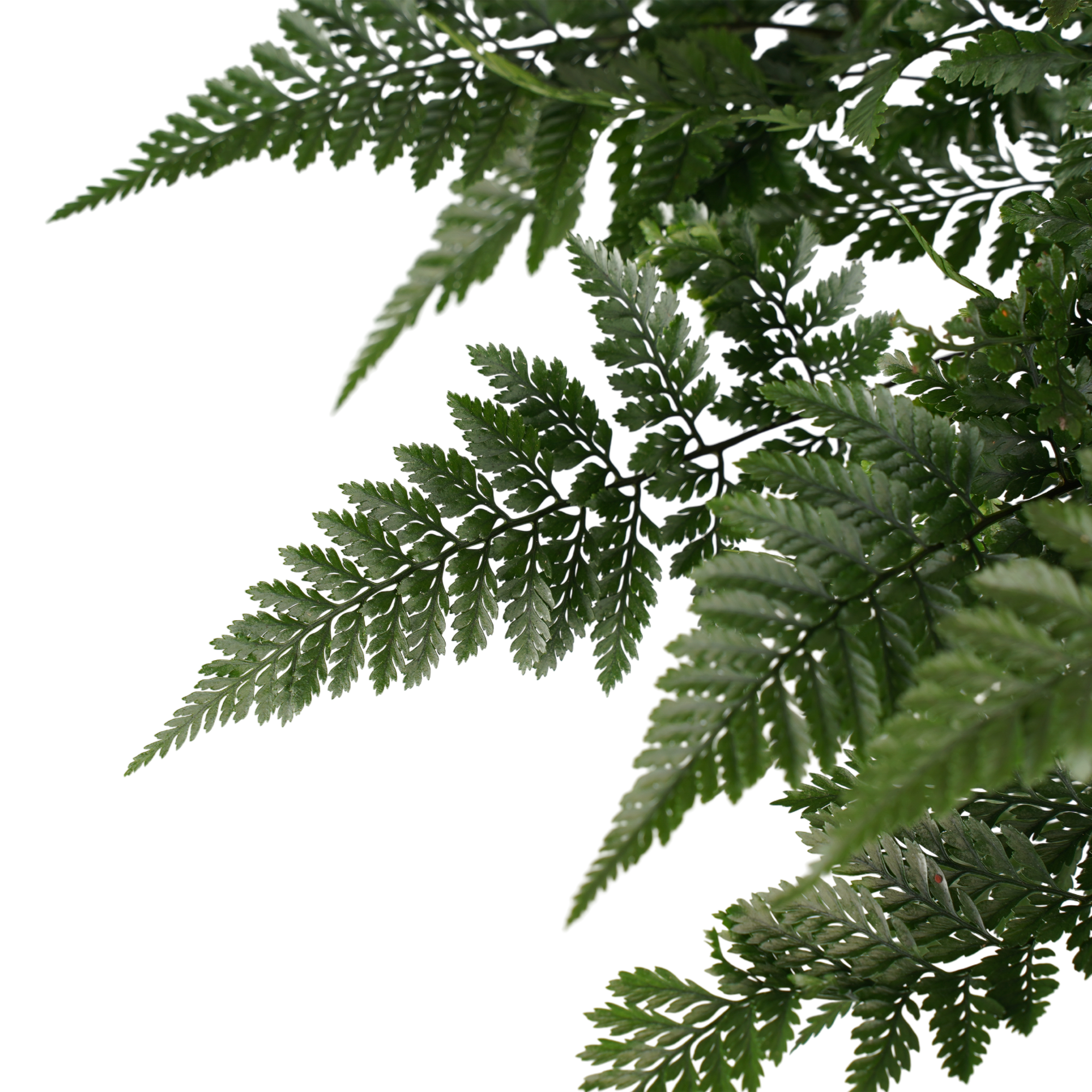 Decorum Humata teyermanii 'Bunny' - Afbeelding 3