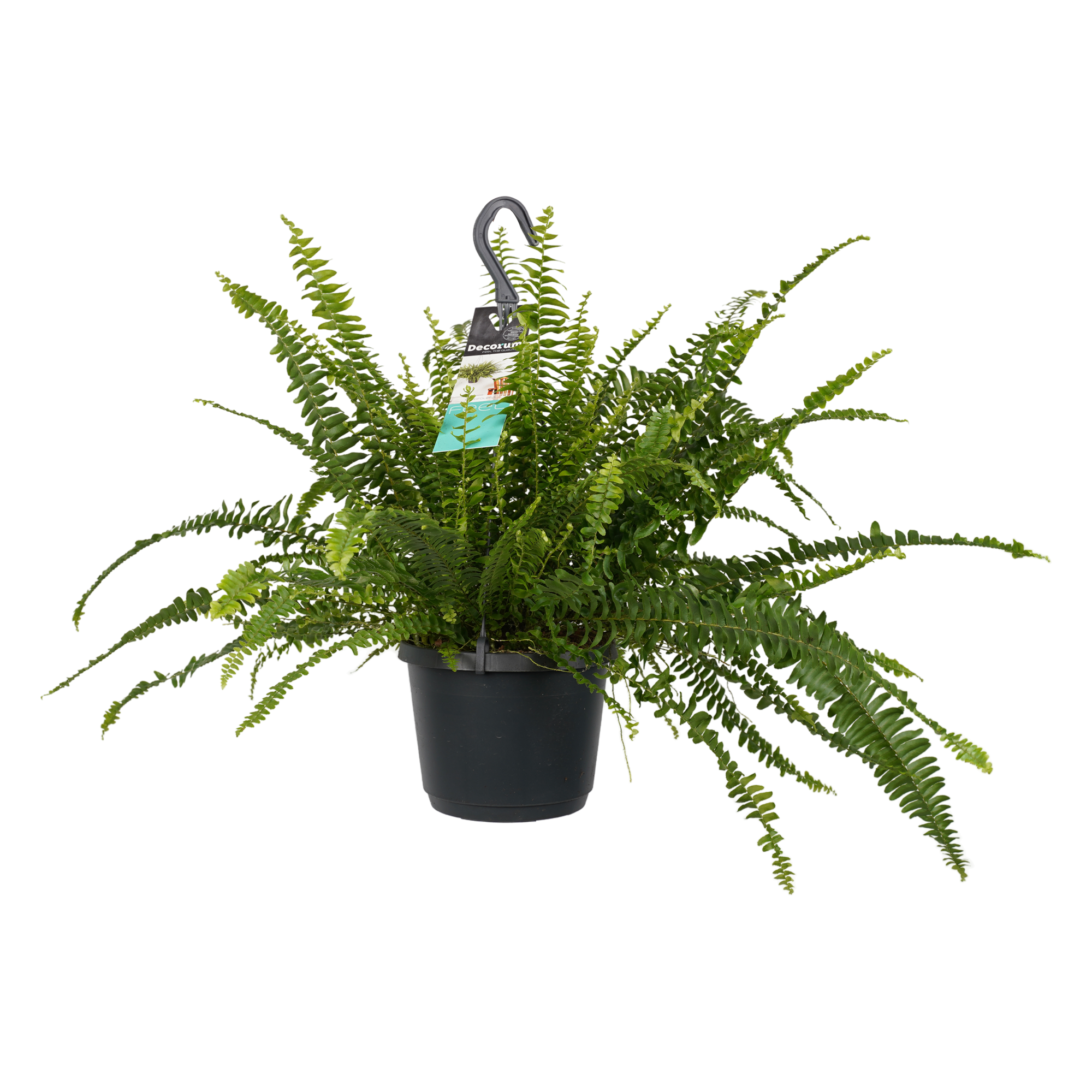 Decorum Nephrolepis exaltata 'Green Lady'