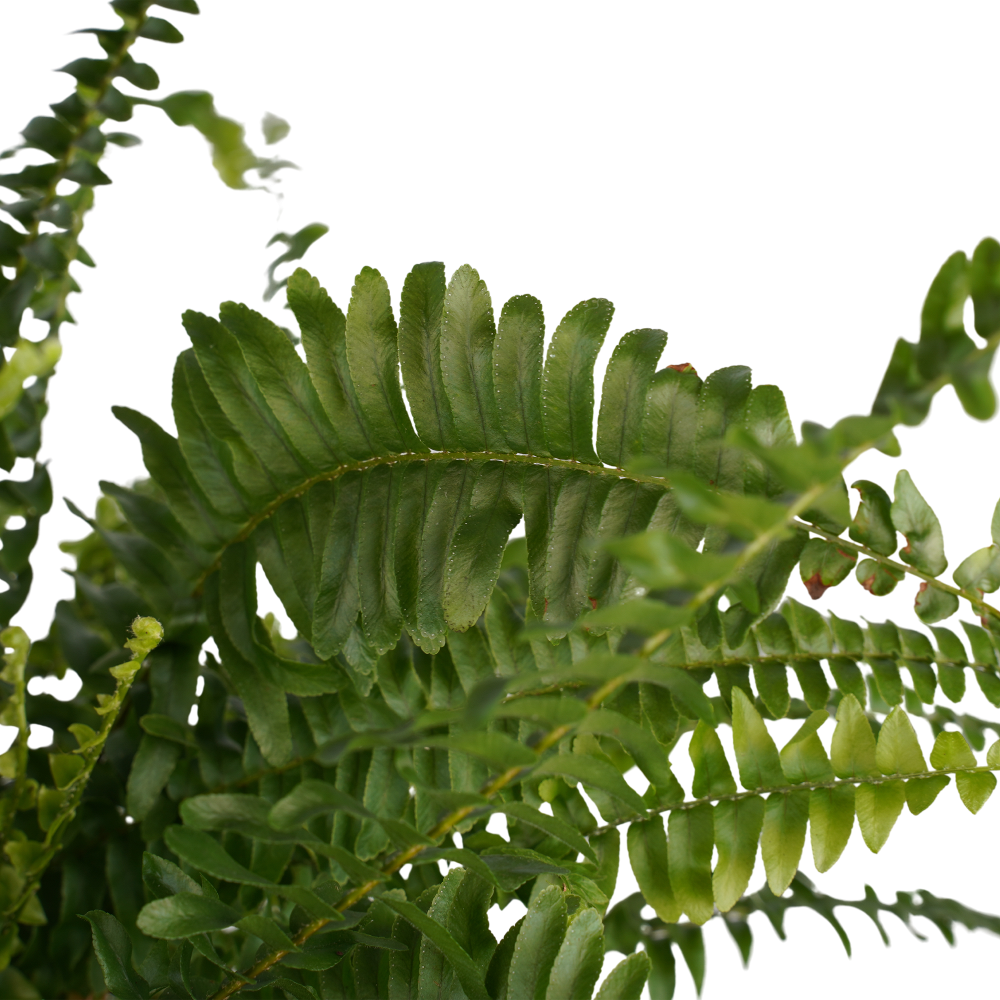Decorum Nephrolepis exaltata 'Green Lady' - Afbeelding 3