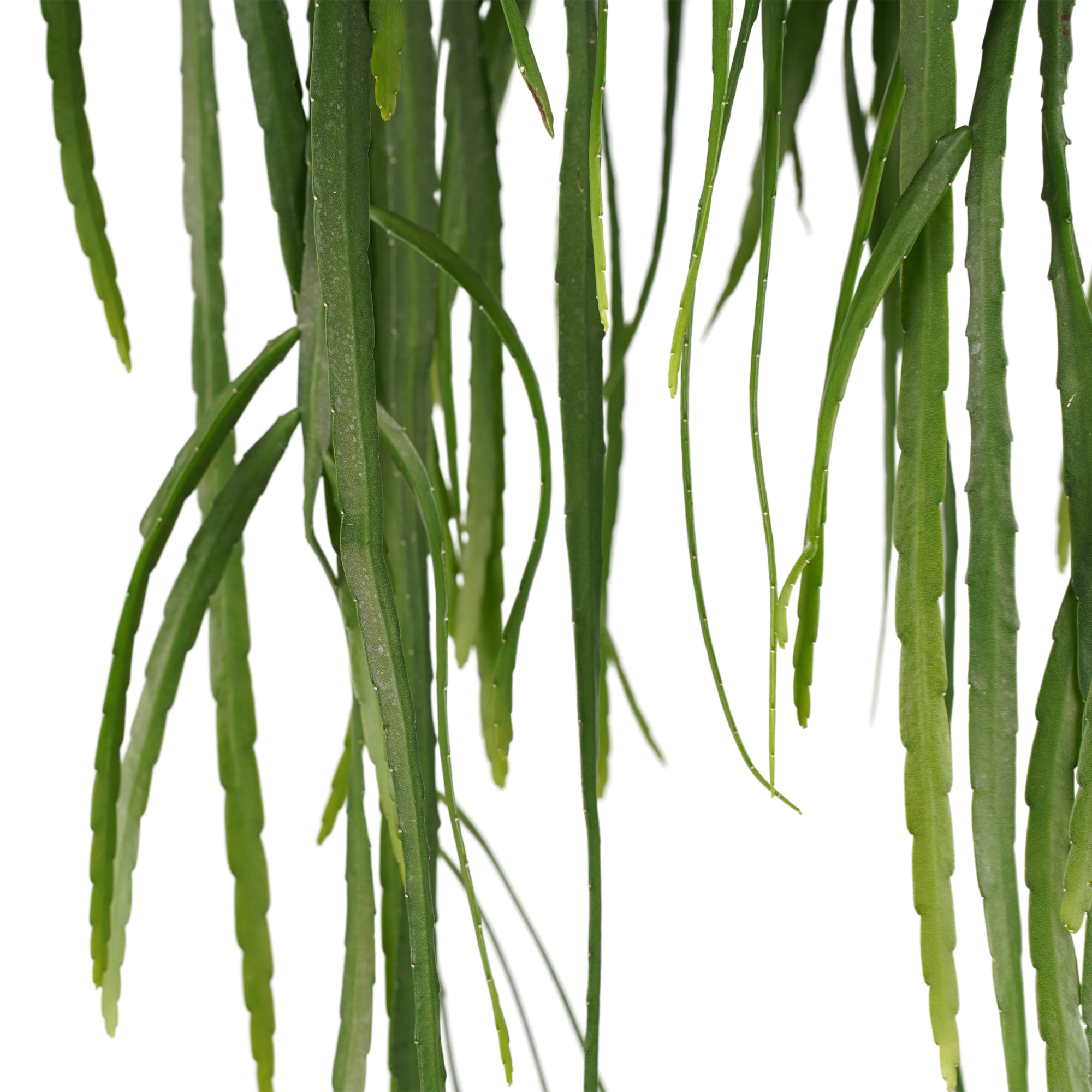 Decorum Duo Lepismium bolivianum - Afbeelding 3