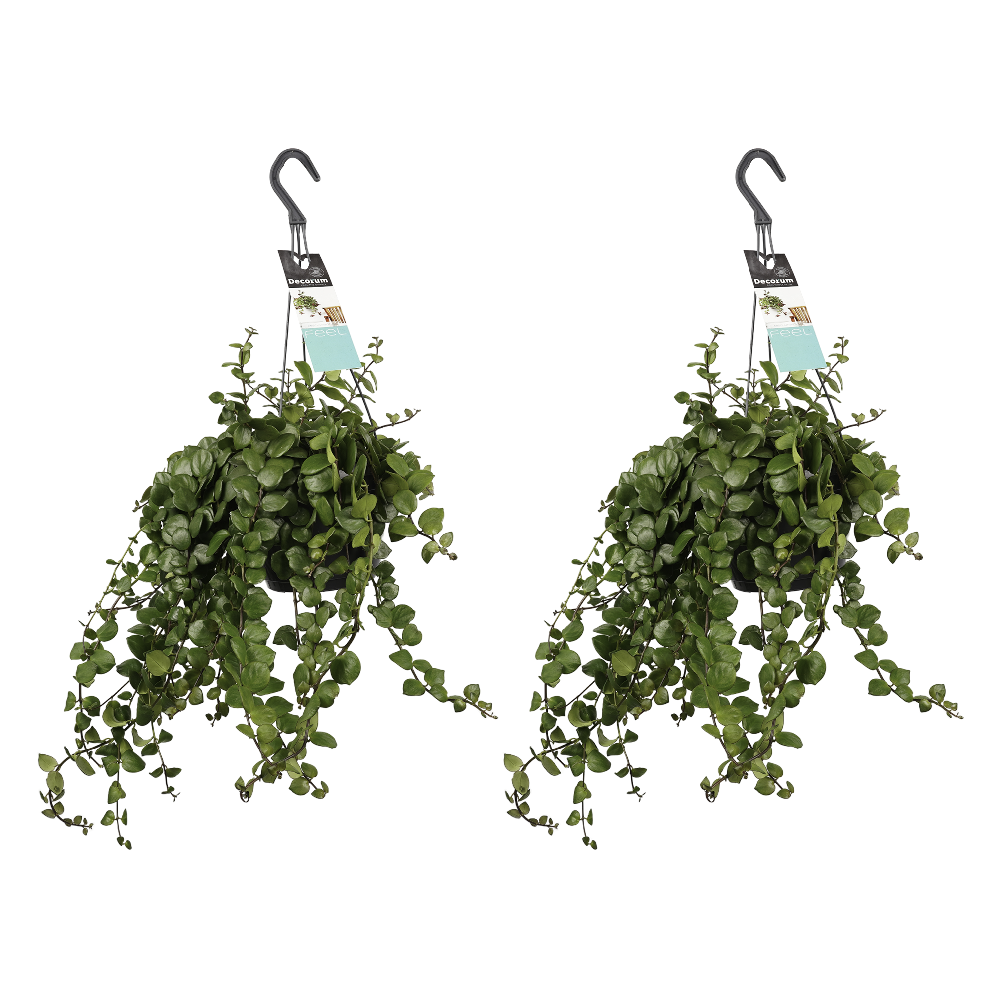 Decorum Duo Aeschynanthus 'Pink Polka'