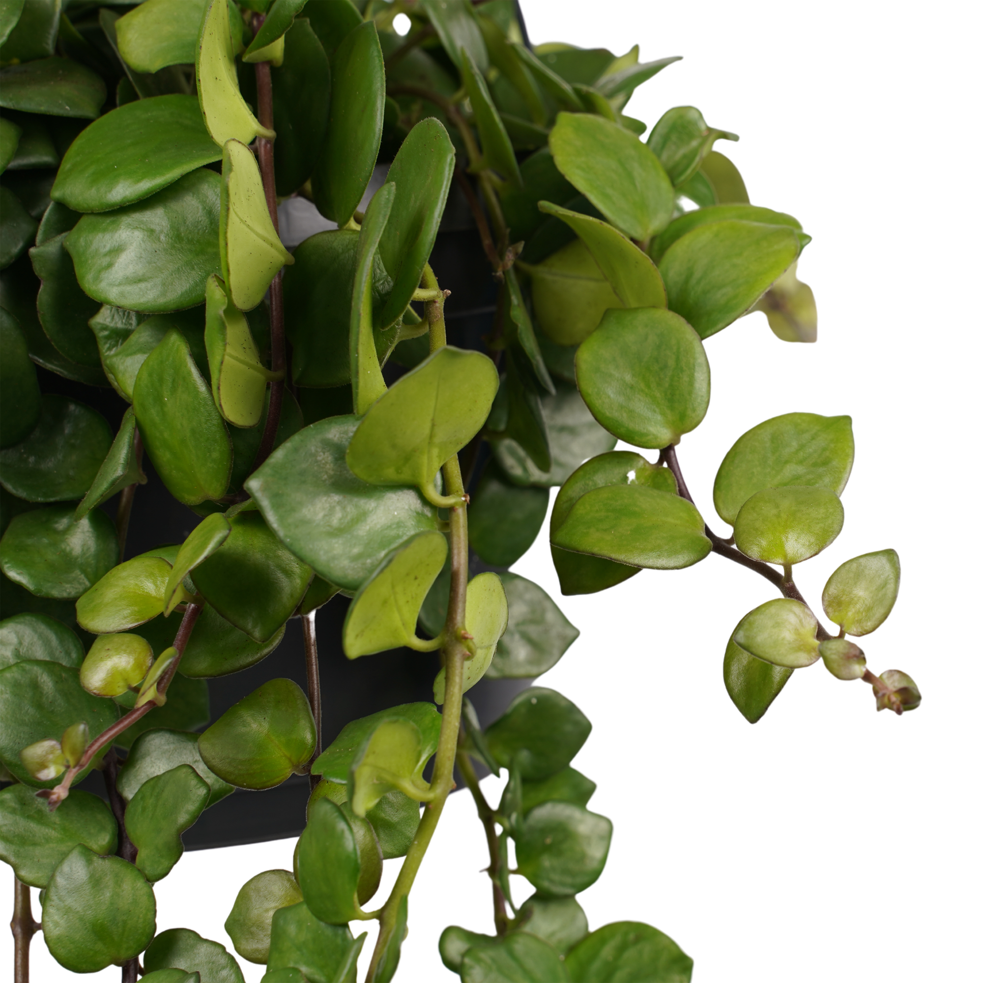 Decorum Duo Aeschynanthus 'Pink Polka' - Afbeelding 3