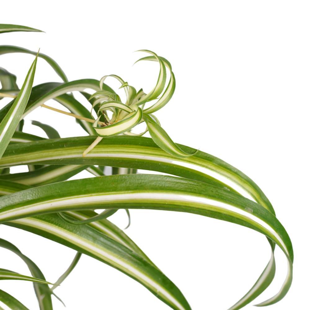 Decorum Duo Chlorophytum comosum 'Bonnie' - Afbeelding 3