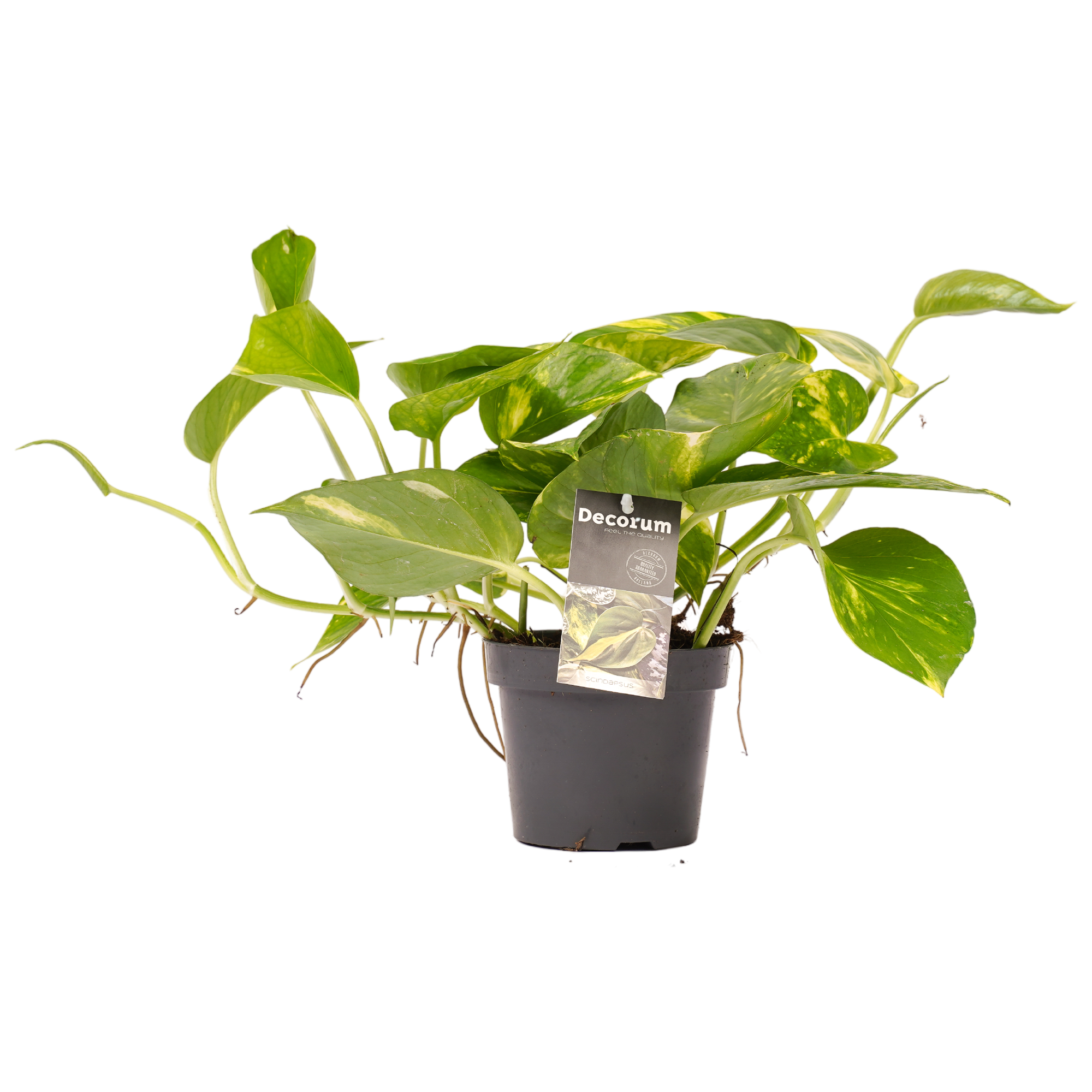 Decorum Philodendron Scandens