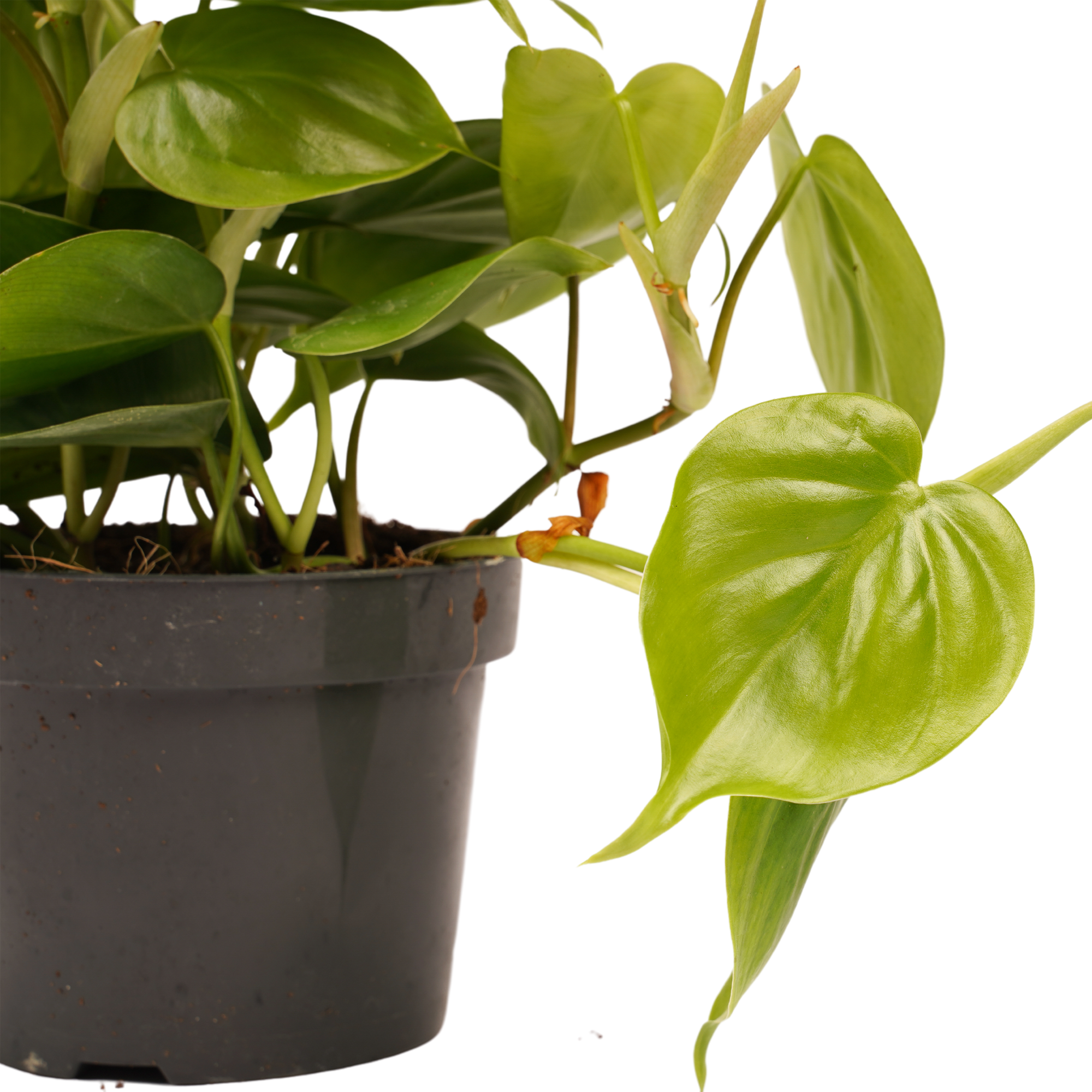 Decorum Philodendron Scandens - Afbeelding 3