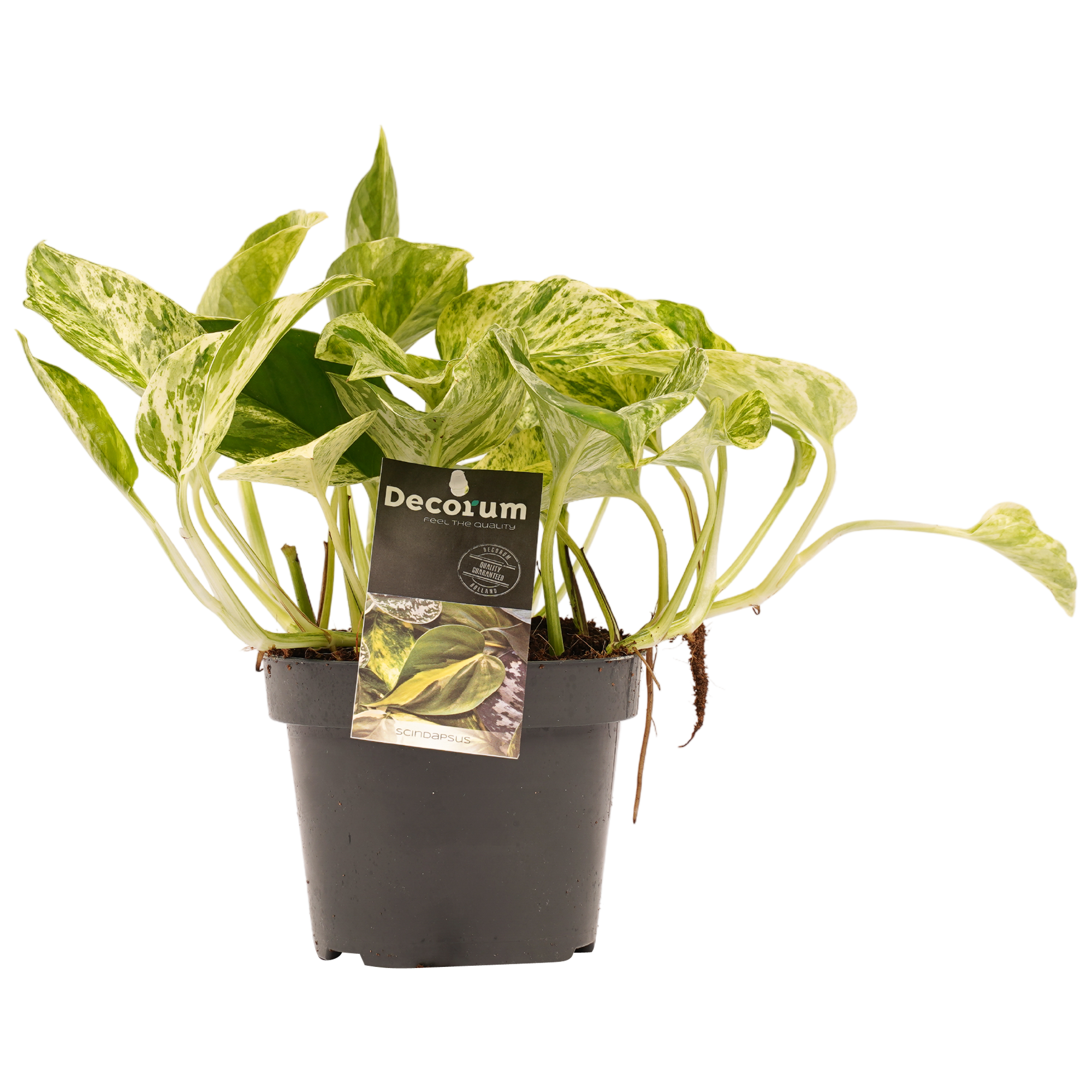 Decorum Scindapsus Marble Queen