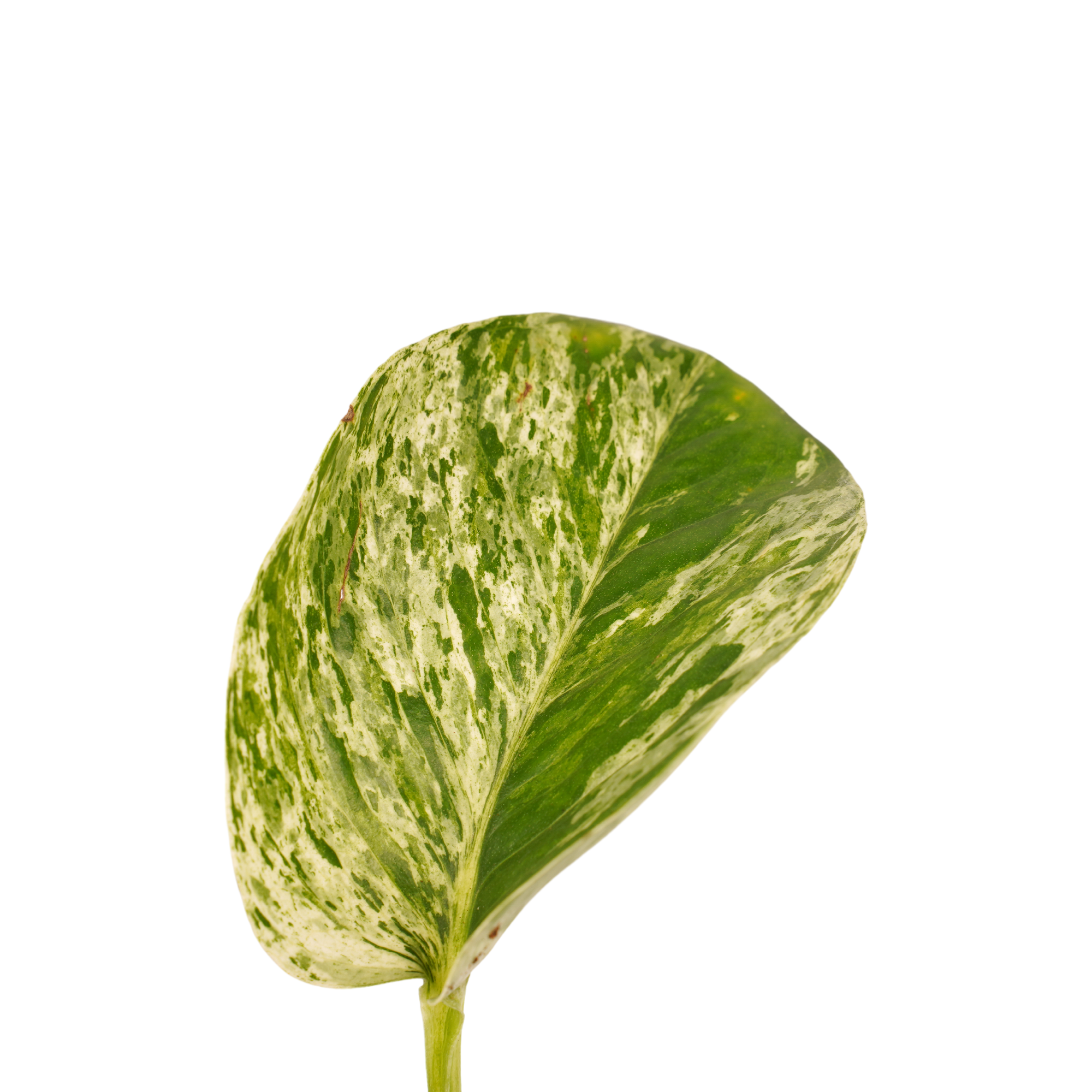 Decorum Scindapsus Marble Queen - Afbeelding 3