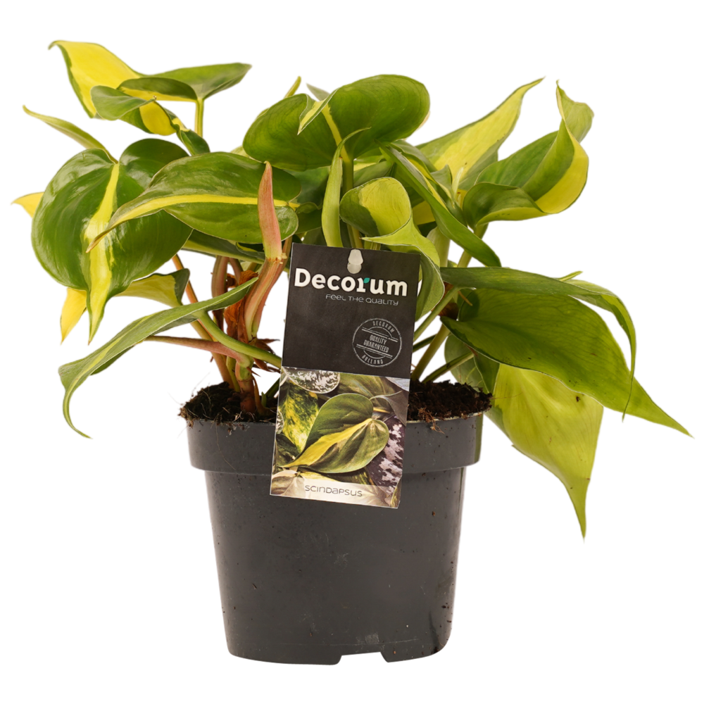 Decorum Philodendron Brazil