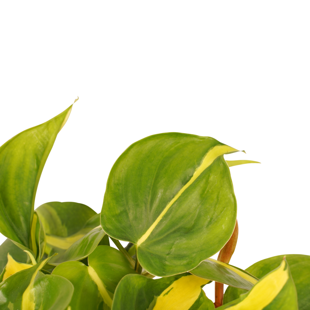Decorum Philodendron Brazil - Afbeelding 3