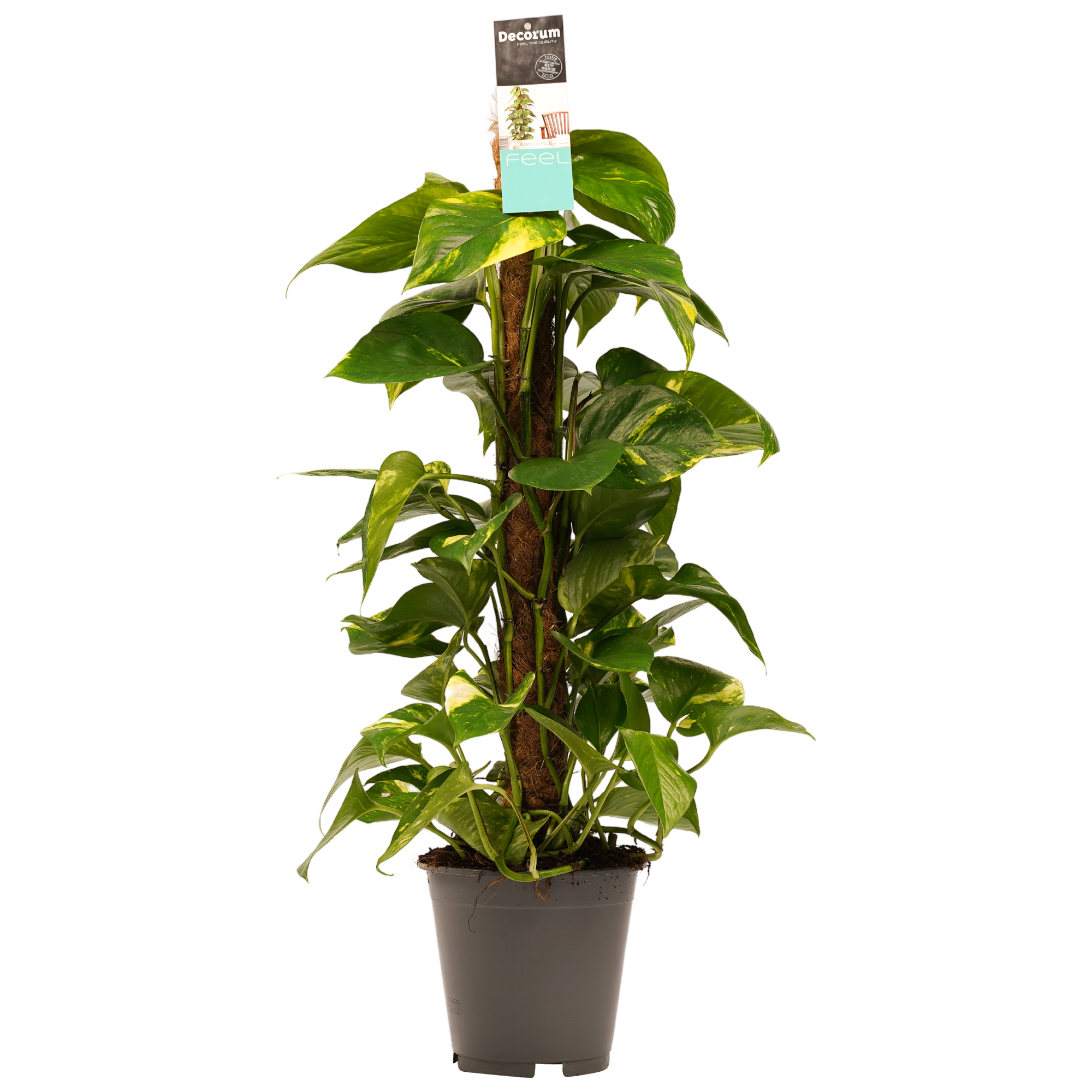 Decorum Scindapsus Mosstok 80 cm