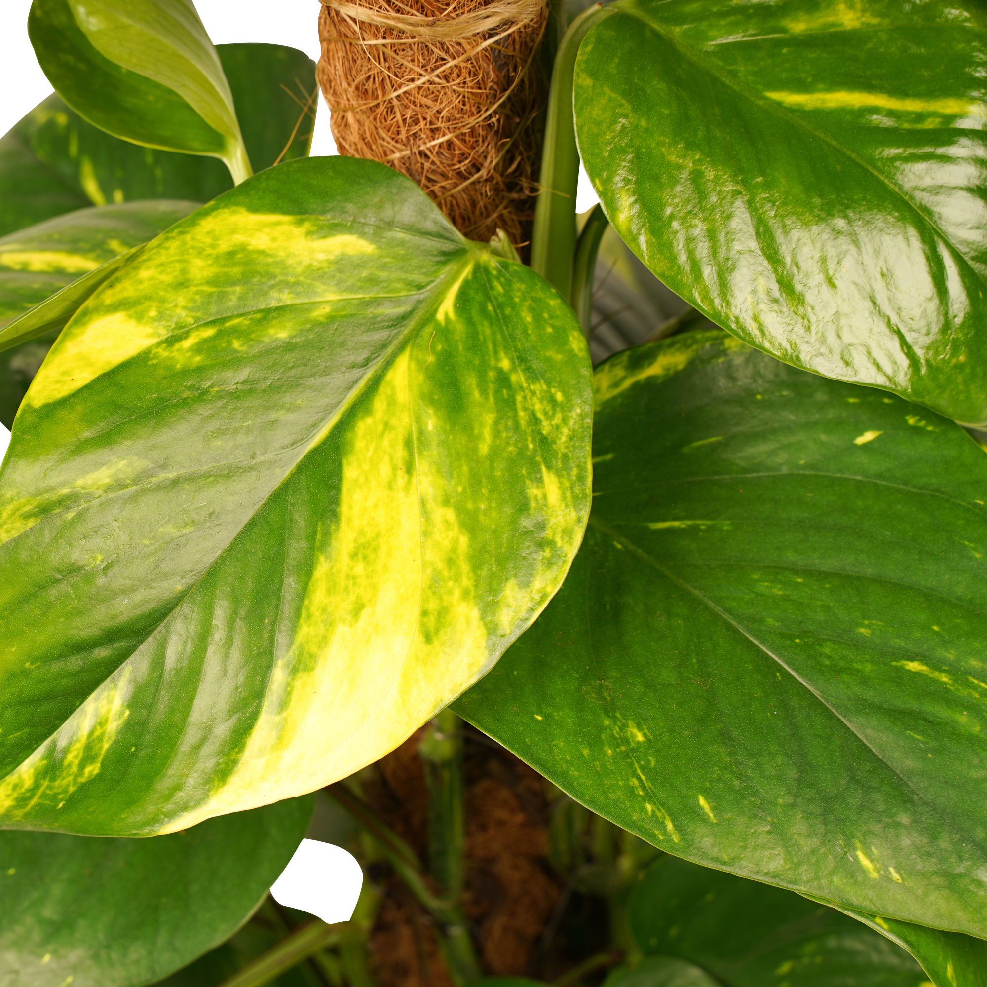 Decorum Scindapsus Mosstok 80 cm - Afbeelding 3