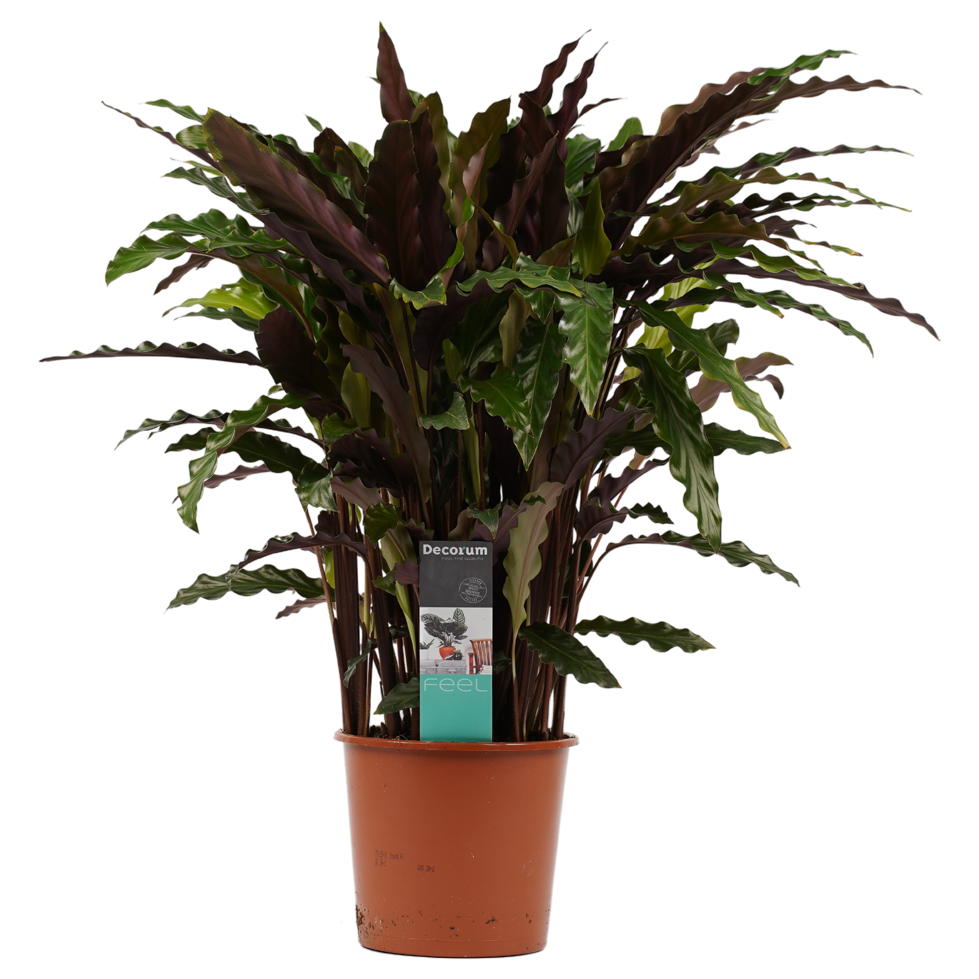Decorum Calathea Elgergrass