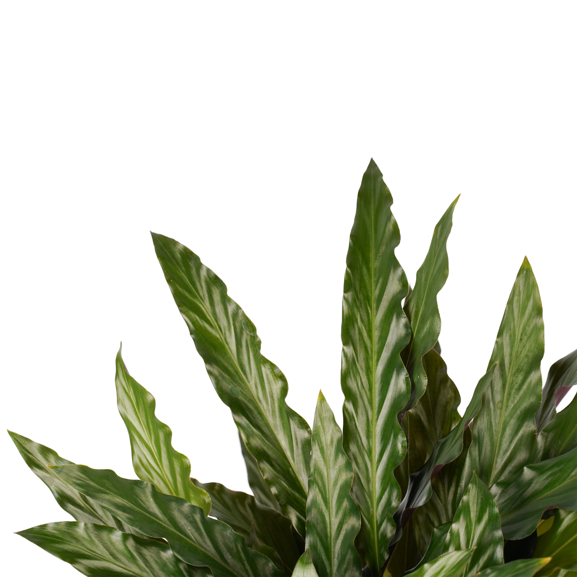 Decorum Calathea Elgergrass - Afbeelding 3