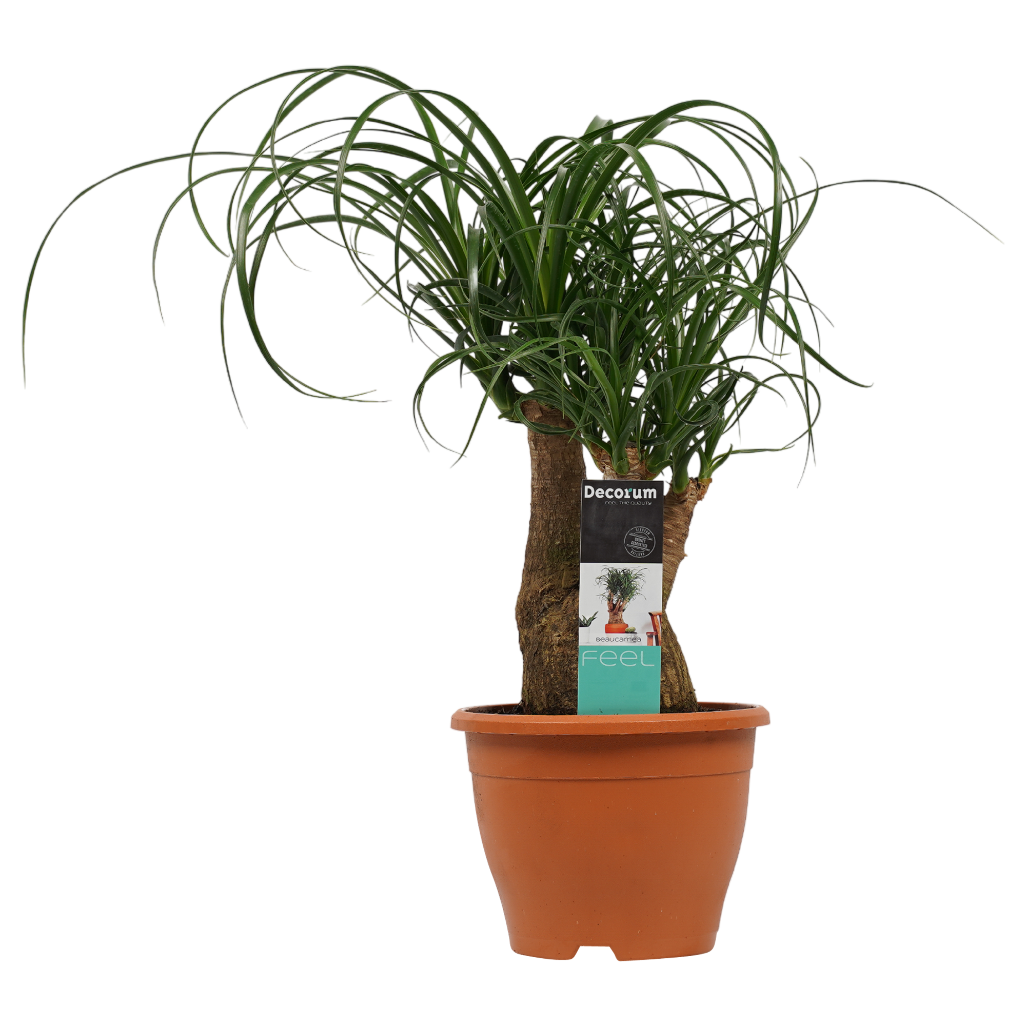 Decorum Beaucarnea Vertakt