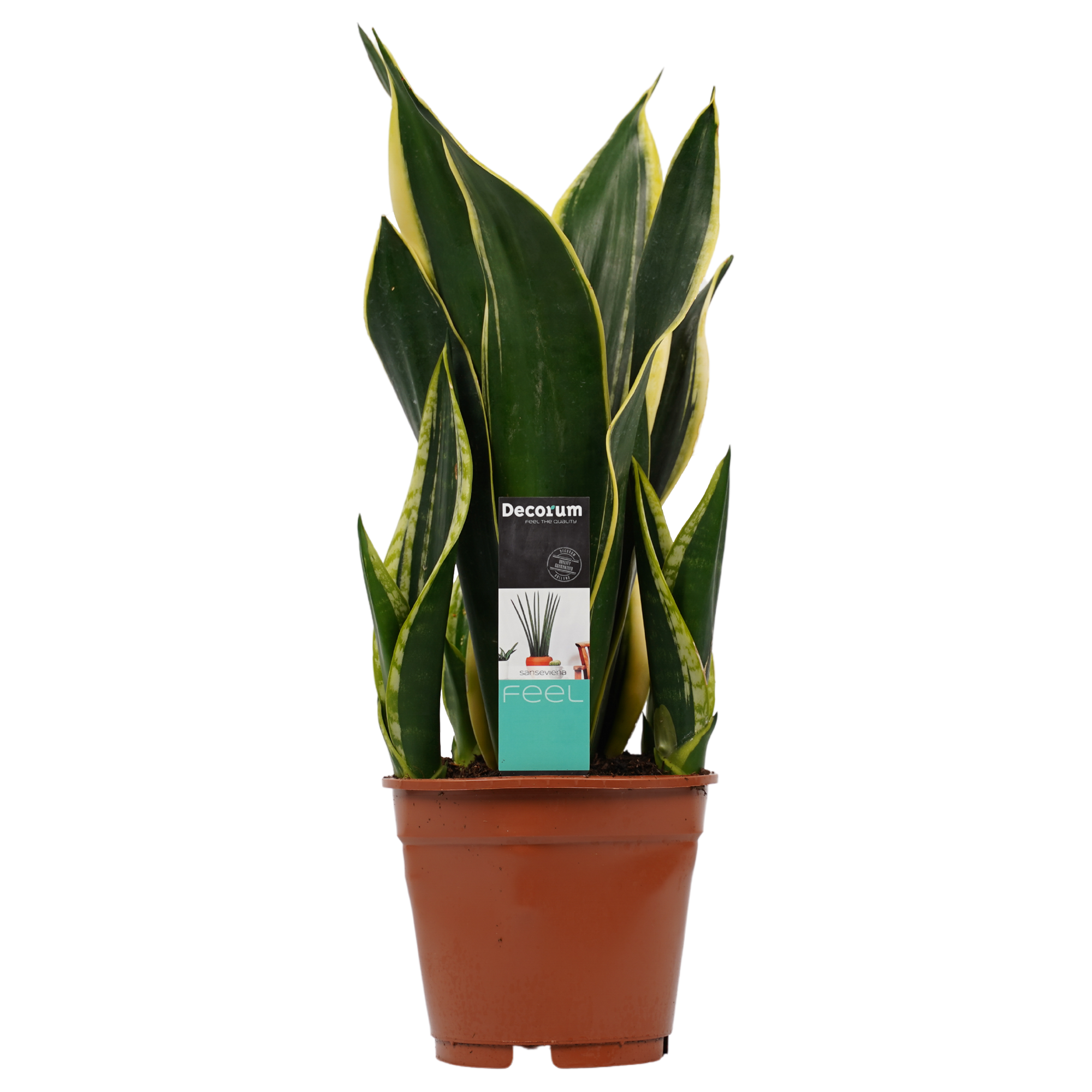 Decorum Sansevieria Night Shade