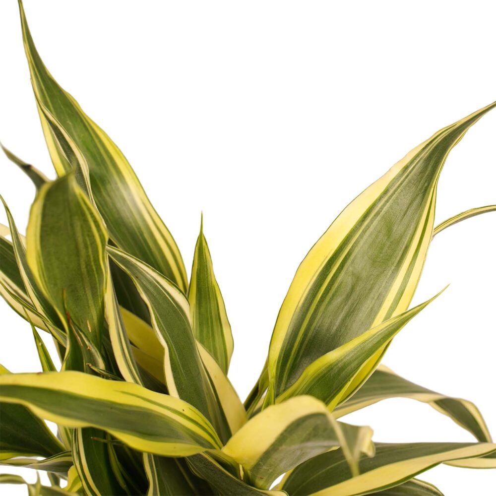 Decorum Combi 1 x Dracaena Surculosa 1 x Dracaena Sandriana white 1 x Dracaena Sandriana victory 1 x Dracaena Sandriana gold met Anna taupe - Afbeelding 4
