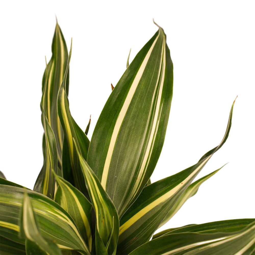 Decorum Combi 1 x Dracaena Surculosa 1 x Dracaena Sandriana white 1 x Dracaena Sandriana victory 1 x Dracaena Sandriana gold met Anna taupe - Afbeelding 5