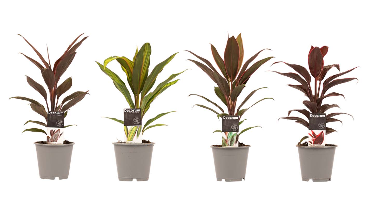 Decorum Combi 1x Cordyline Tango 1x Cordyline Rumba 1x Cordyline Mambo 1x Cordyline Kiwi