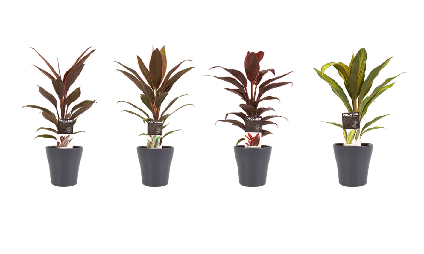 Decorum Combi 1x Cordyline Tango 1x Cordyline Rumba 1x Cordyline Mambo 1x Cordyline Kiwi met Anna grey