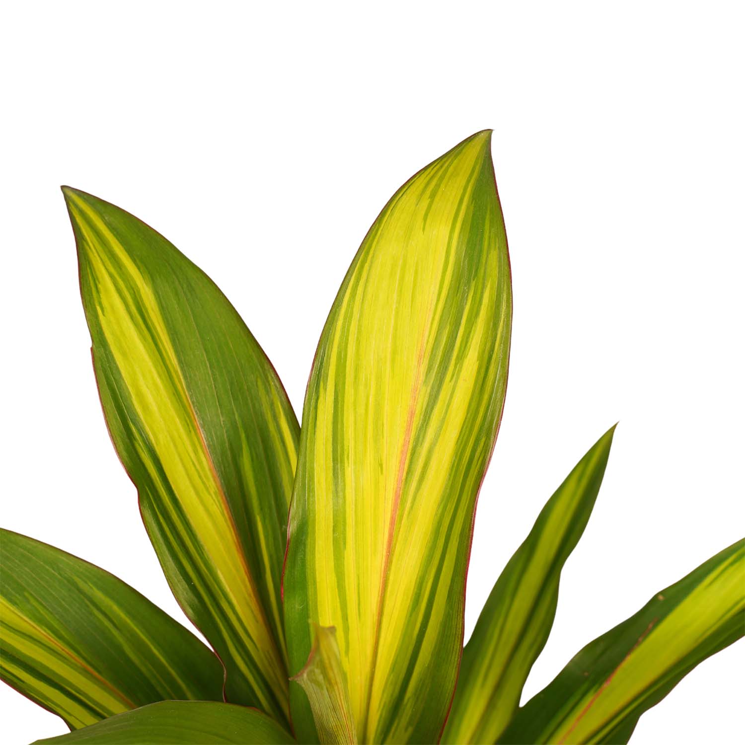 Decorum Combi 1x Cordyline Tango 1x Cordyline Rumba 1x Cordyline Mambo 1x Cordyline Kiwi met Anna grey - Afbeelding 6