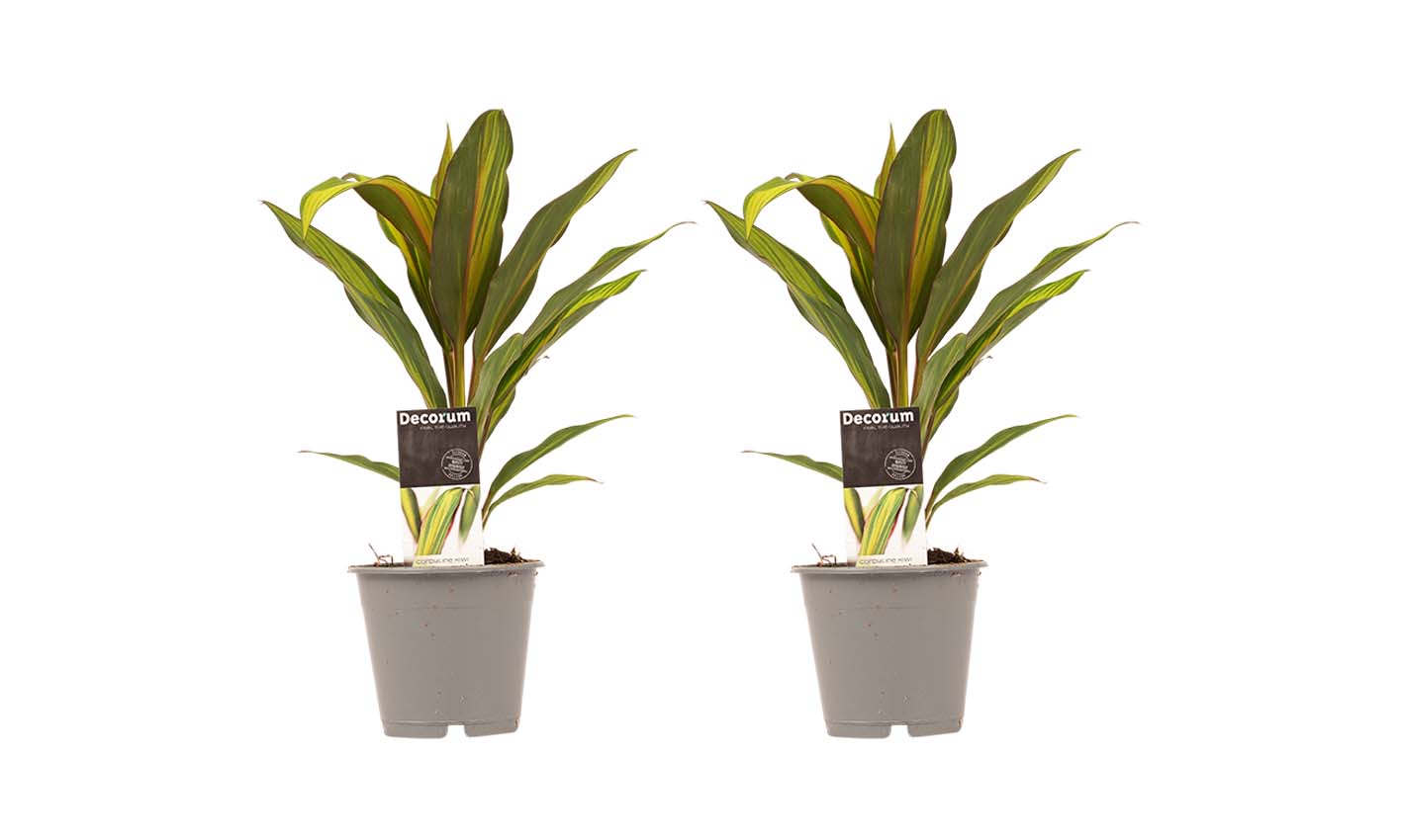 Decorum Duo 2x Cordyline Kiwi