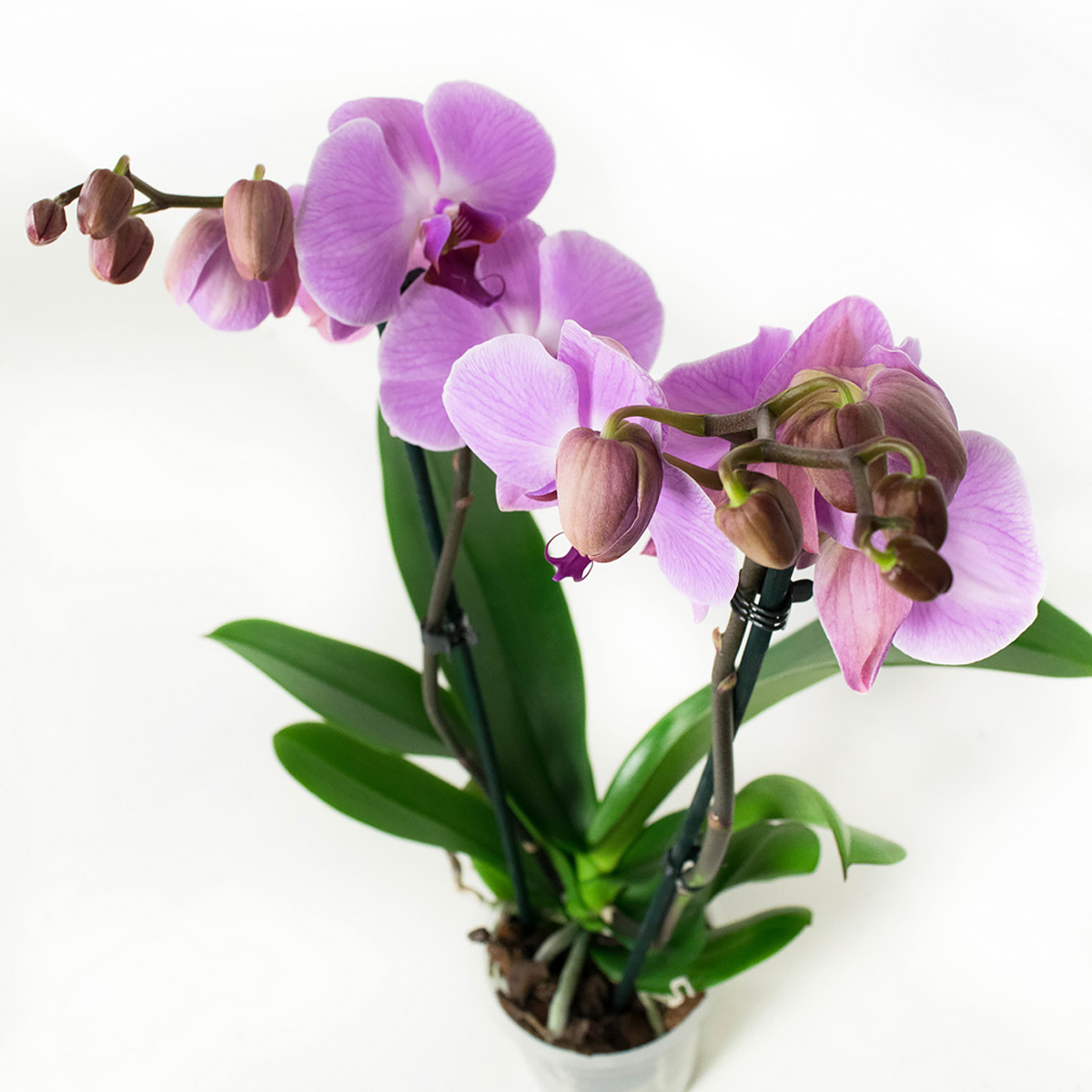 Phalaenopsis Sacramento - Afbeelding 3