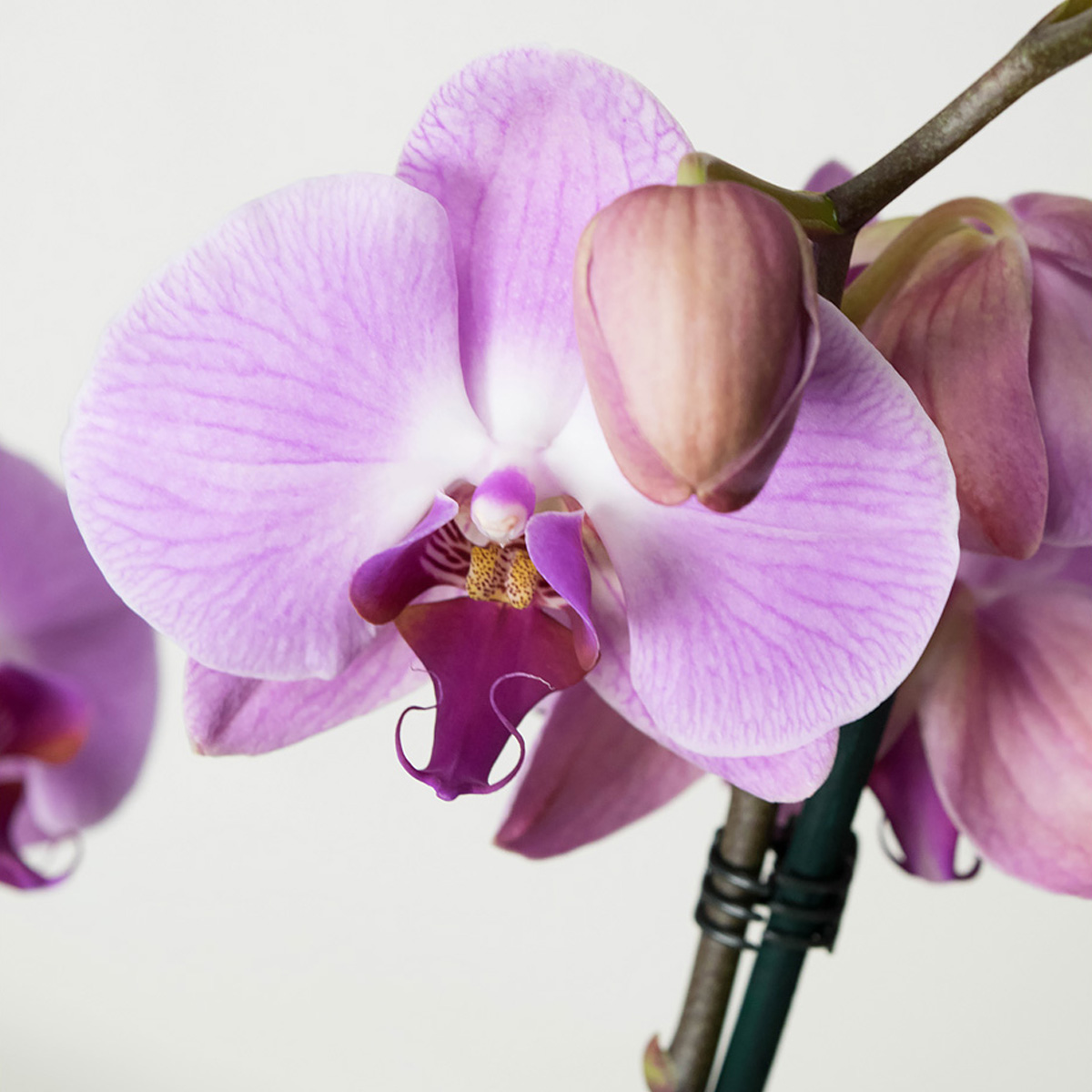 Phalaenopsis Sacramento - Afbeelding 4