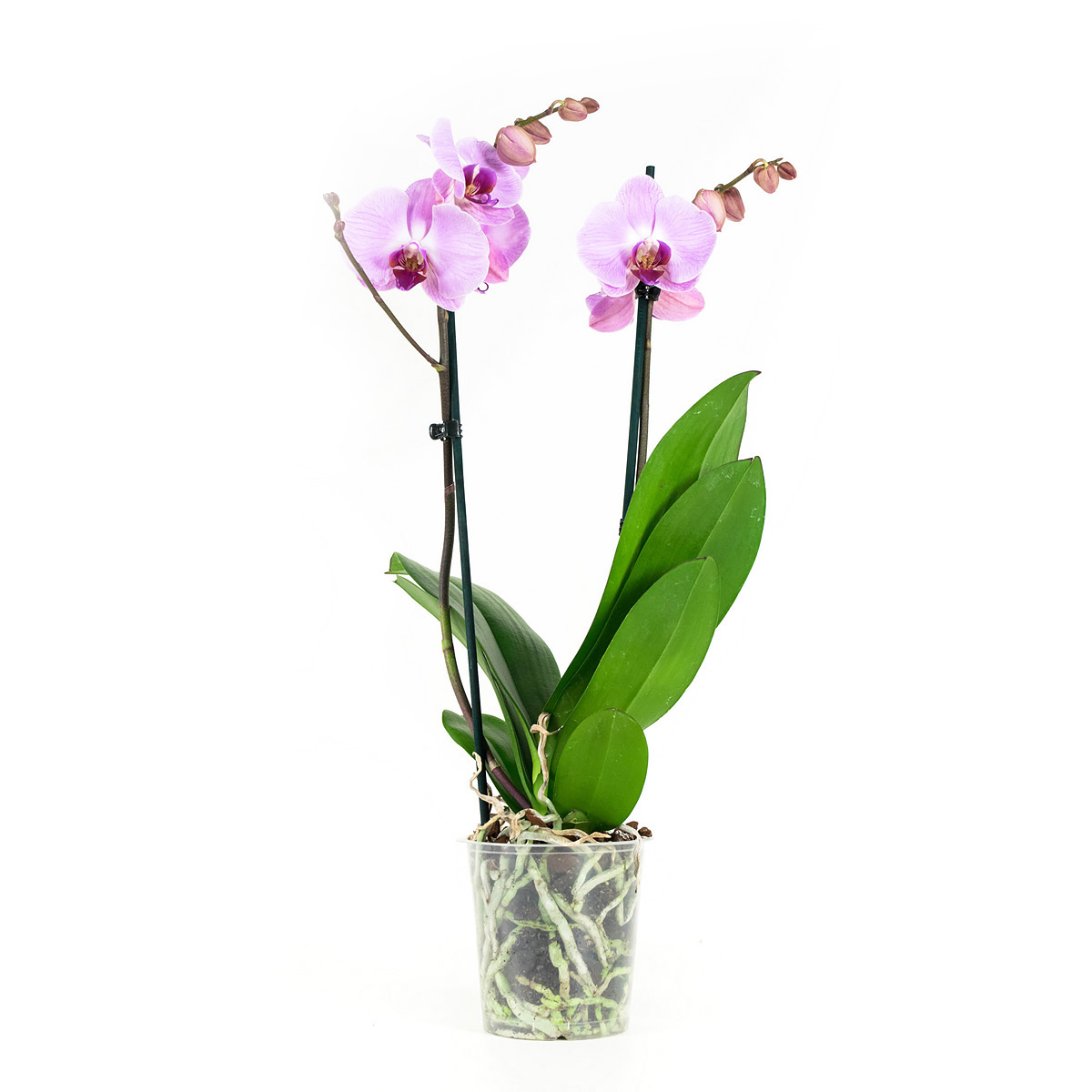 Phalaenopsis Sacramento - Afbeelding 5