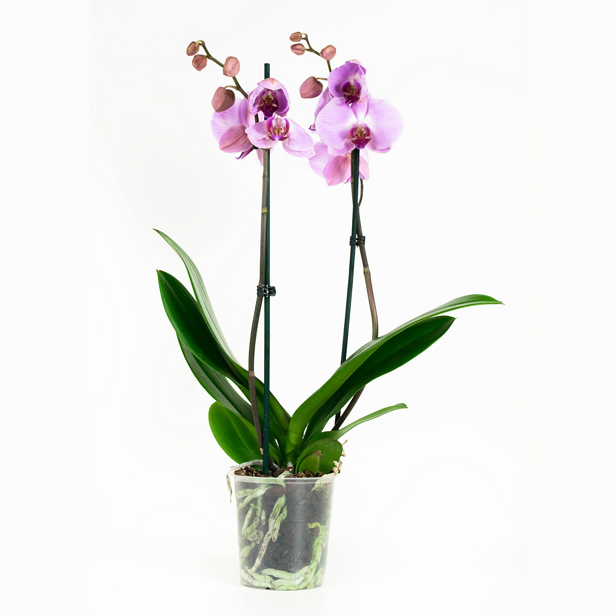 Phalaenopsis Sacramento - Afbeelding 7