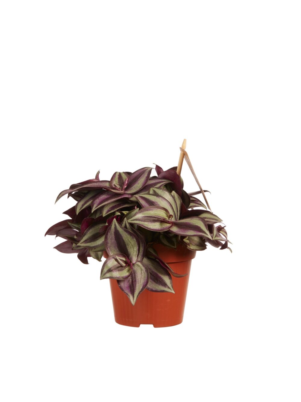 Tradescantia zebrina