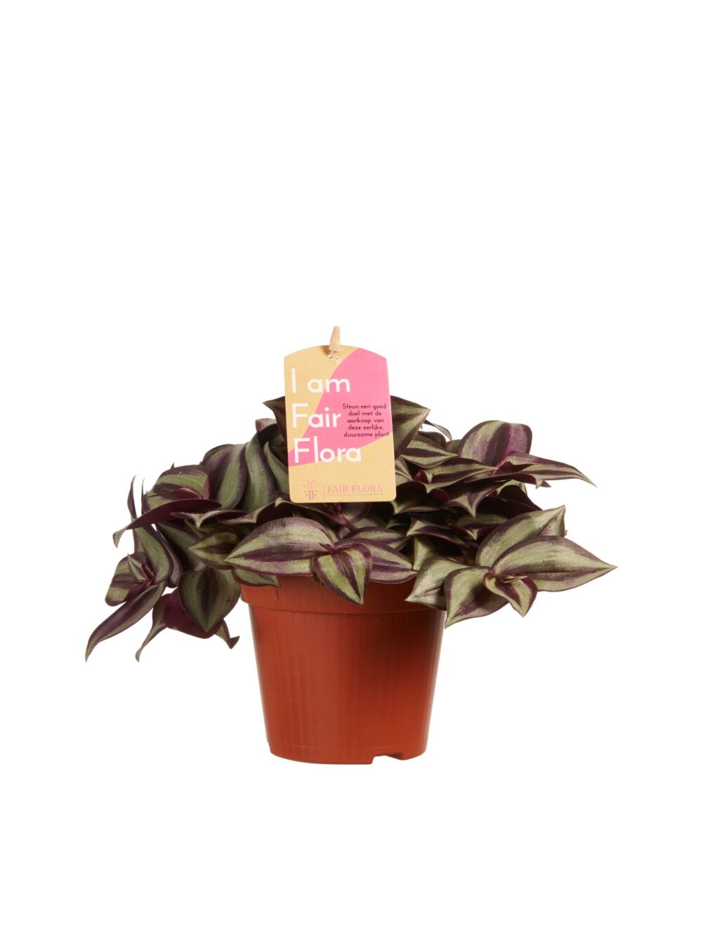 Tradescantia zebrina - Afbeelding 3