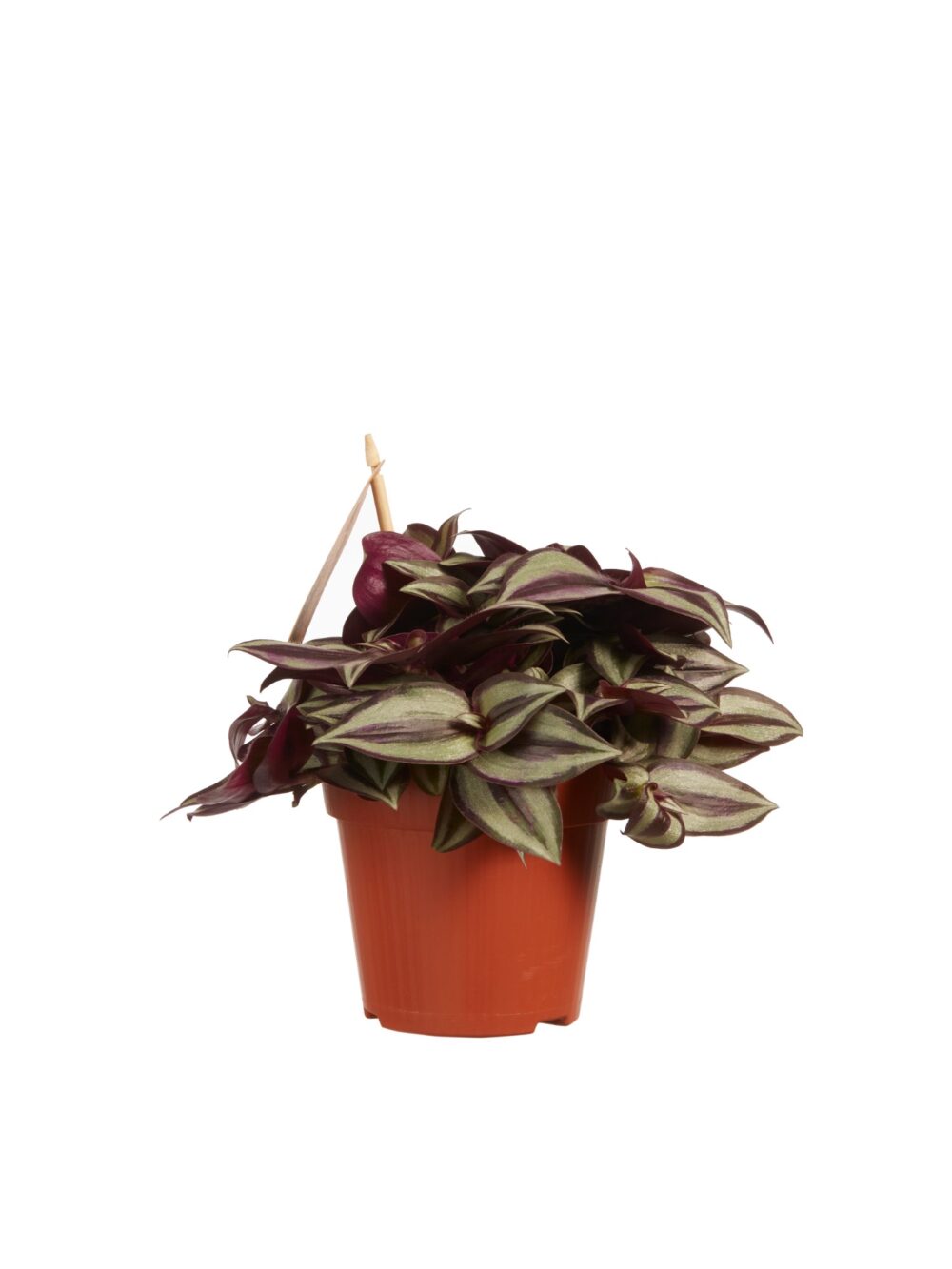 Tradescantia zebrina - Afbeelding 4