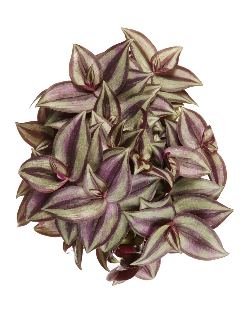 Tradescantia zebrina - Afbeelding 5