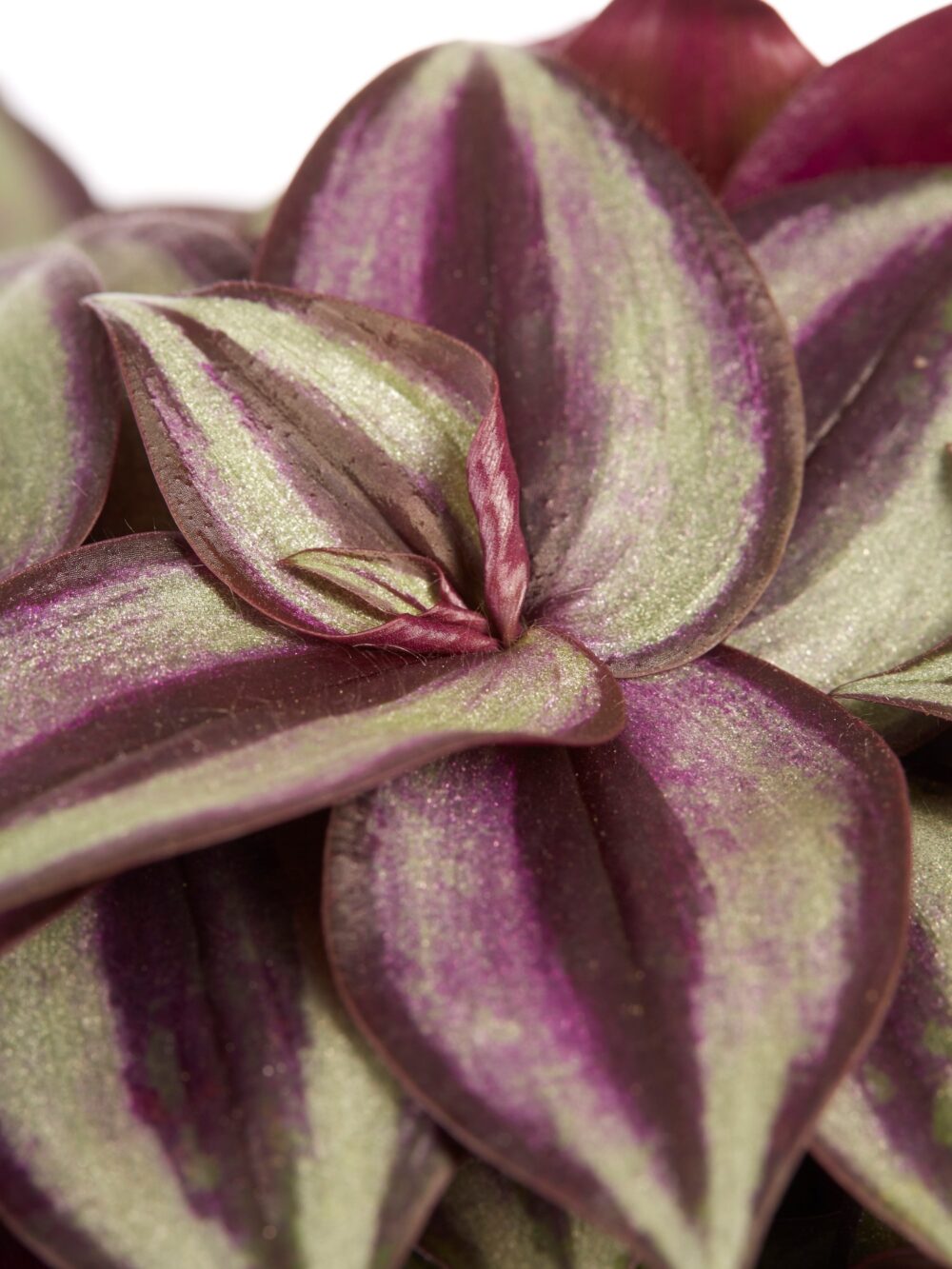 Tradescantia zebrina - Afbeelding 6