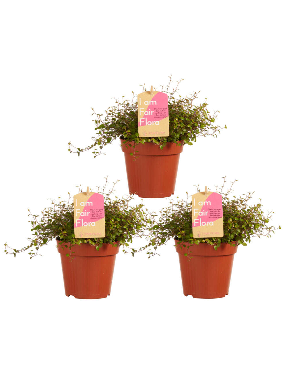 Muehlenbeckia