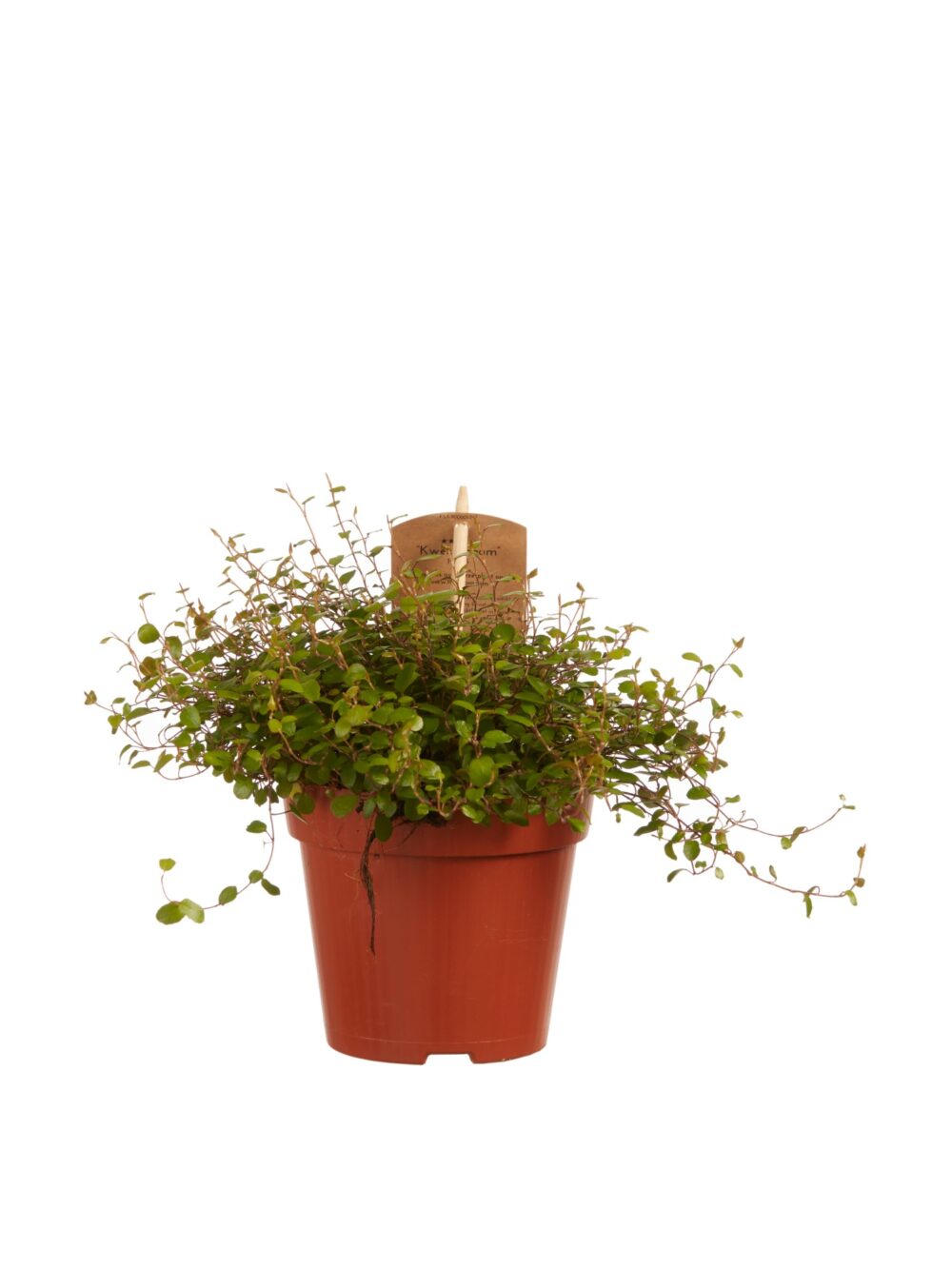 Muehlenbeckia - Afbeelding 3