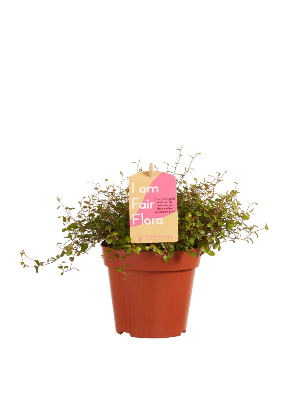 Muehlenbeckia - Afbeelding 4