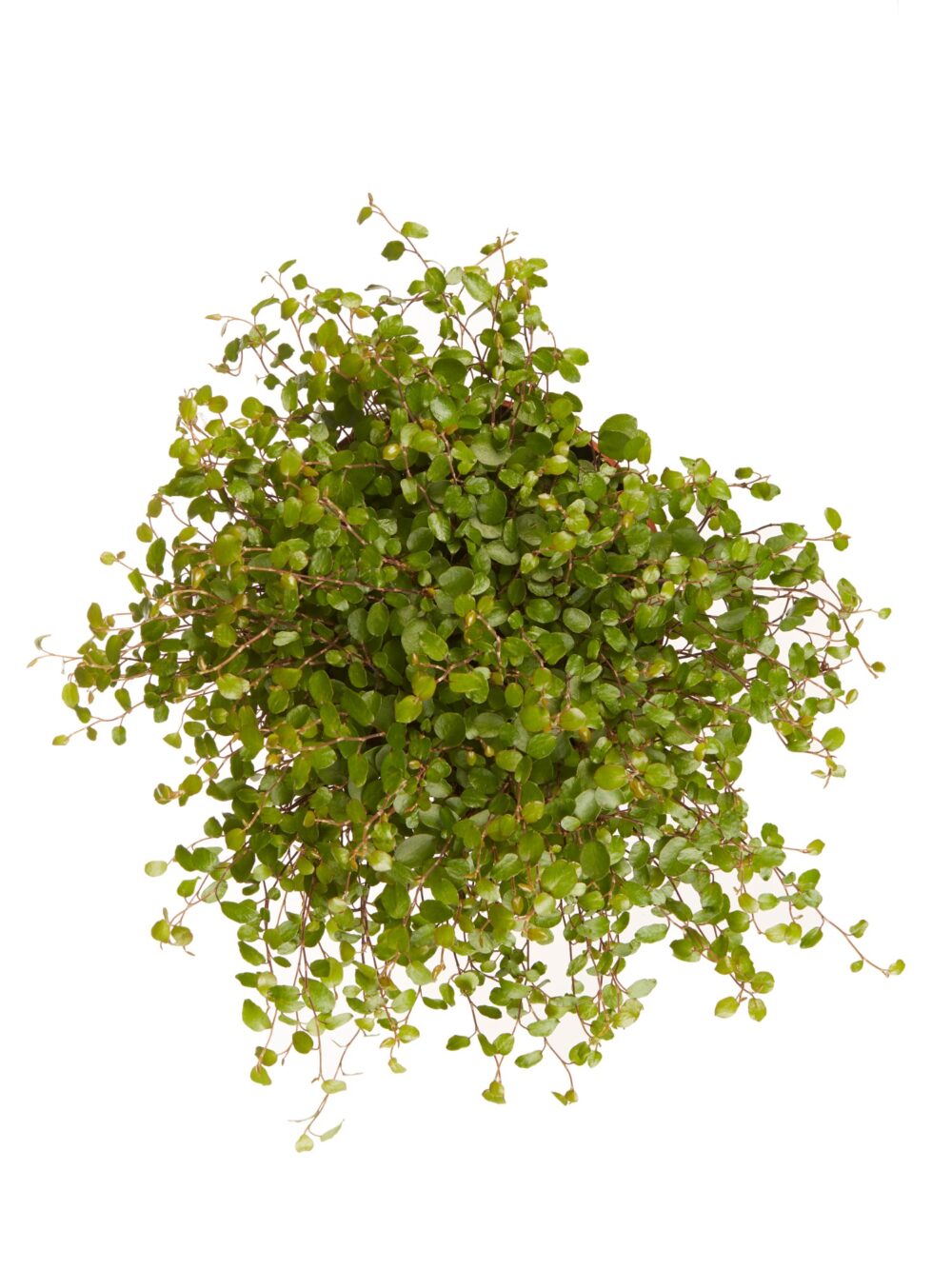 Muehlenbeckia - Afbeelding 5