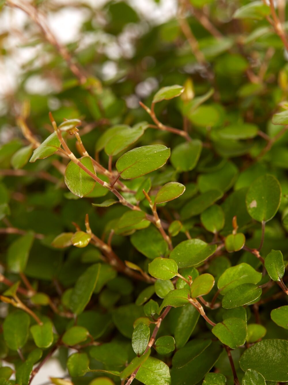 Muehlenbeckia - Afbeelding 6