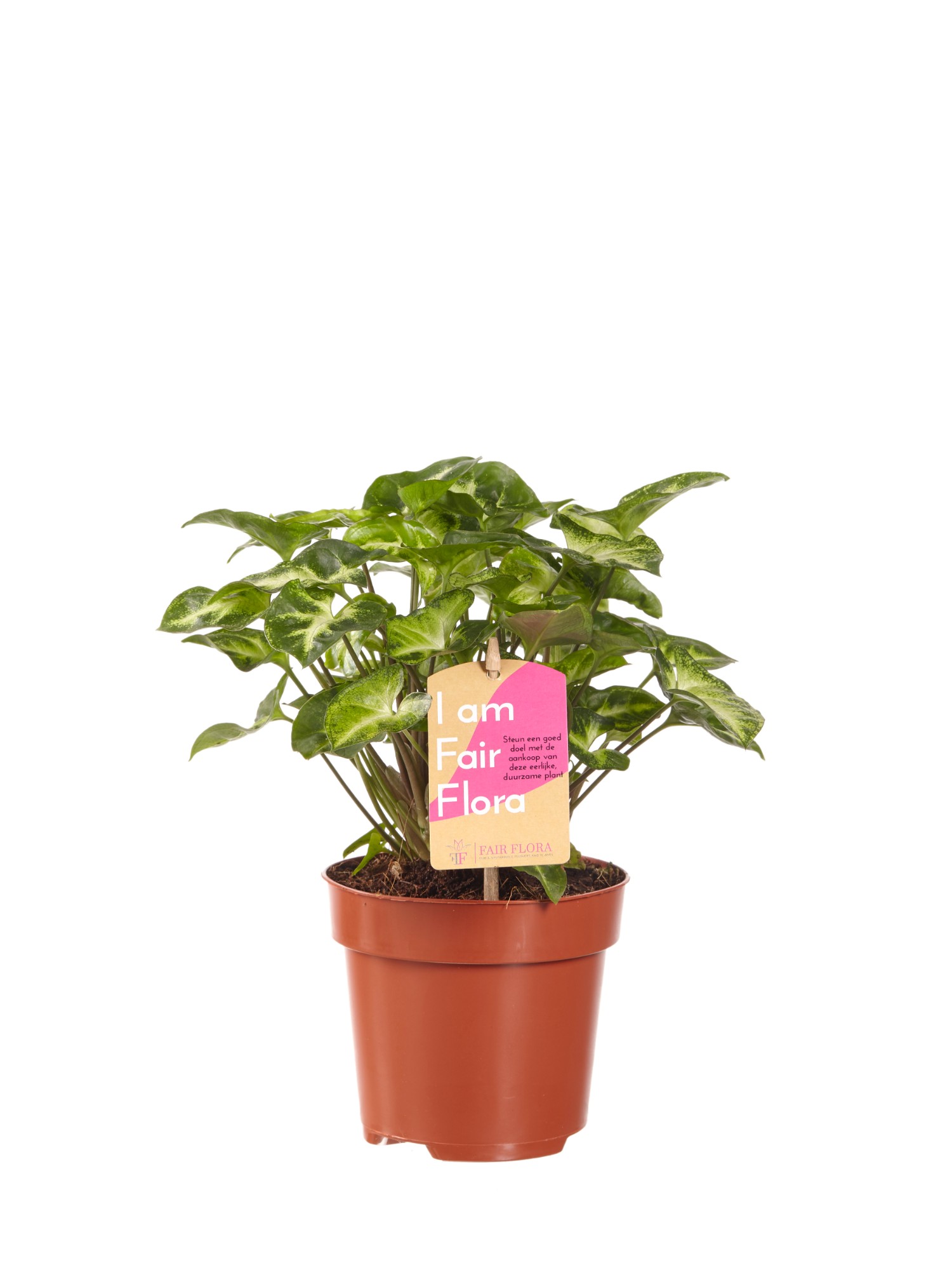 Syngonium Pixi - Afbeelding 3