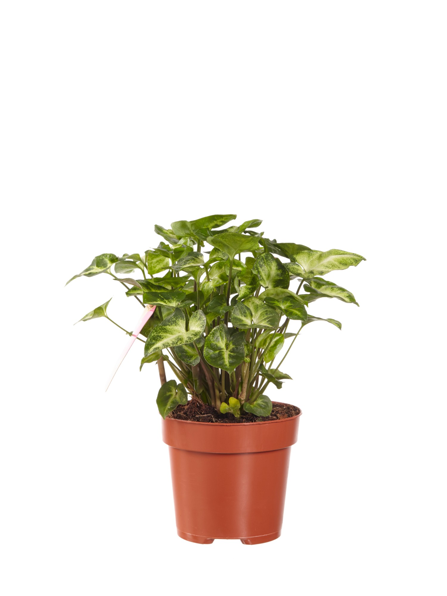 Syngonium Pixi - Afbeelding 4