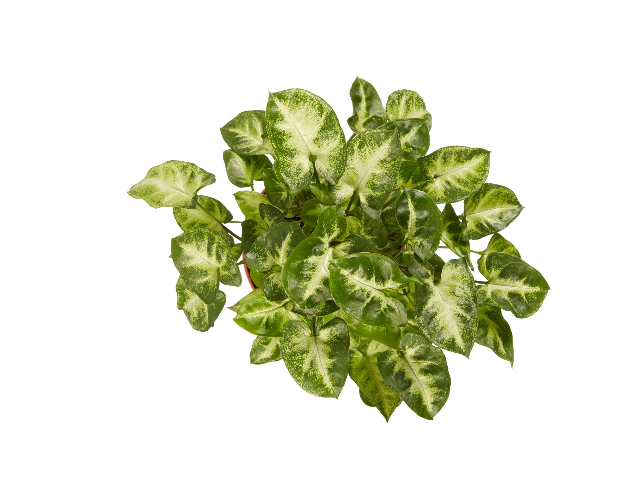 Syngonium Pixi - Afbeelding 5