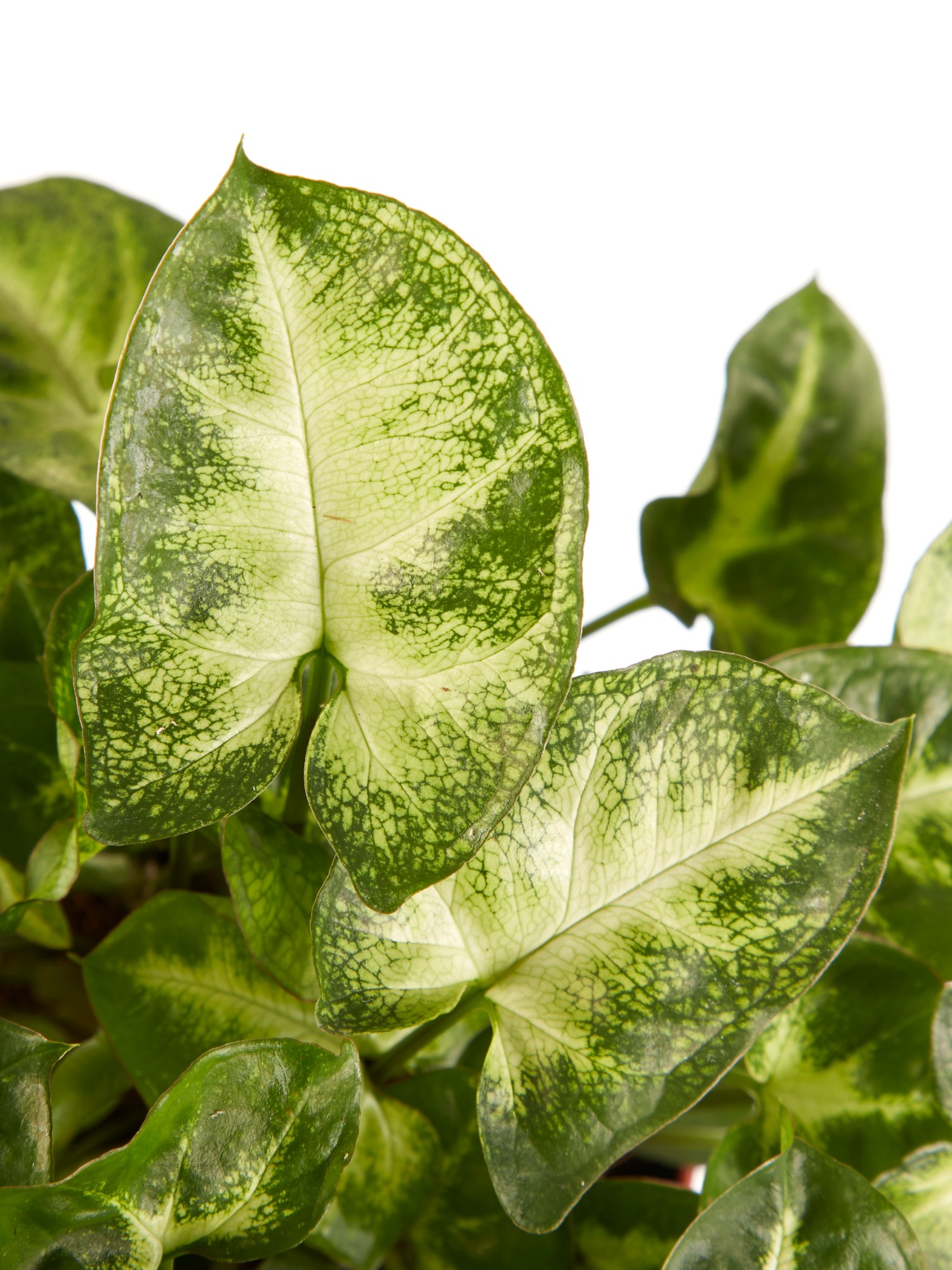 Syngonium Pixi - Afbeelding 6