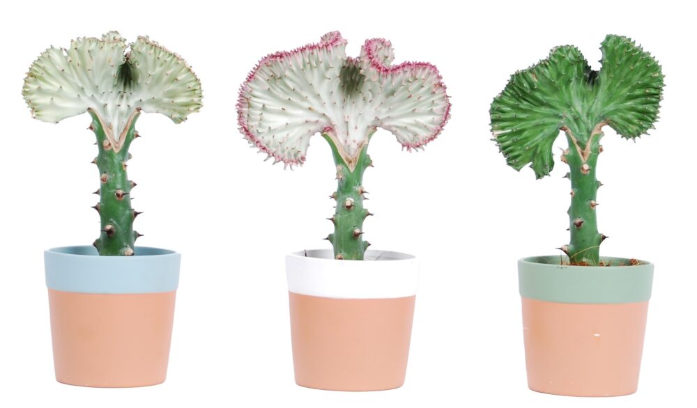 Euphorbia lactea 'Cristata' in Romy keramiek