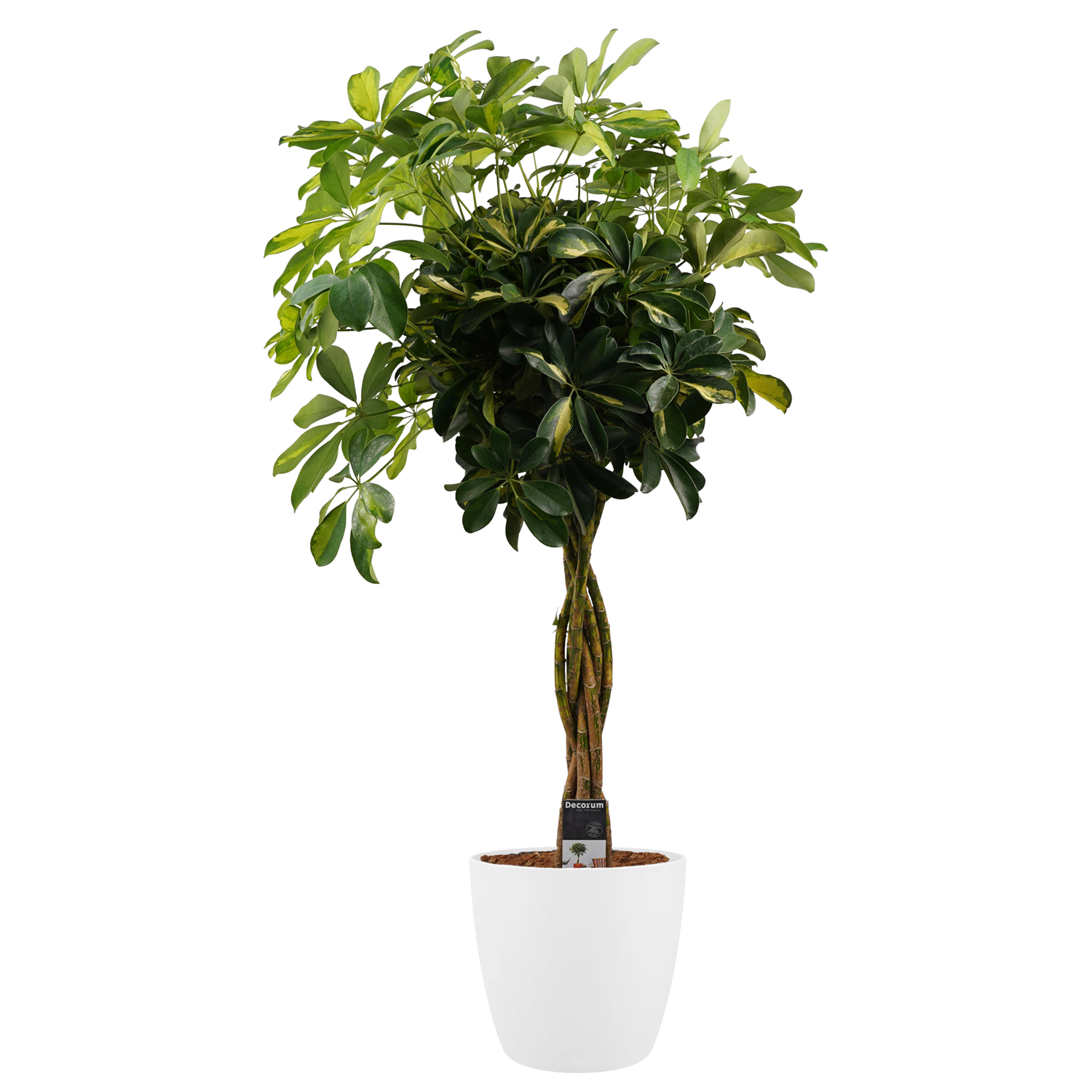 Decorum Schefflera Gold Capella multivlecht met Elho brussels white