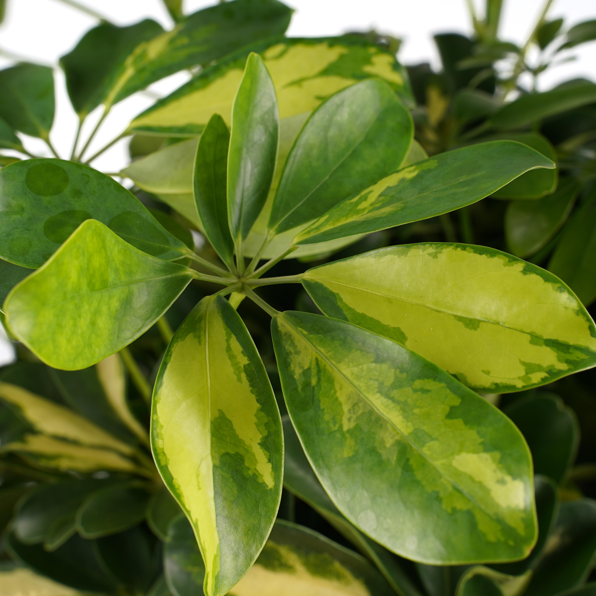 Decorum Schefflera Gold Capella multivlecht met Elho brussels white - Afbeelding 3